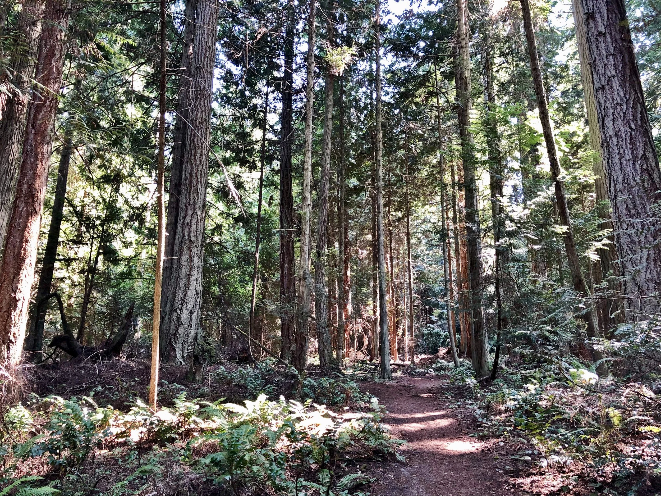 Forest trail in Port Townsend, Washington