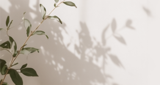 Soft shadows of leafy branches cast across a neutral wall, creating a calm, natural backdrop with warmth and simplicity.