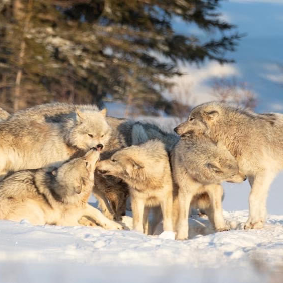 Chasing the Light and Chasing the Wolves