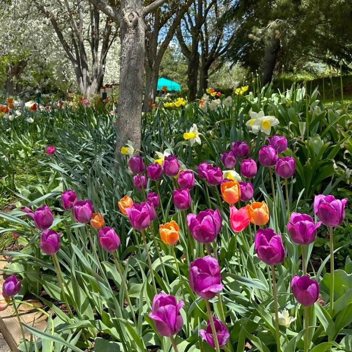 Fall Bulb Sale @ Yampa Valley Botanic Park