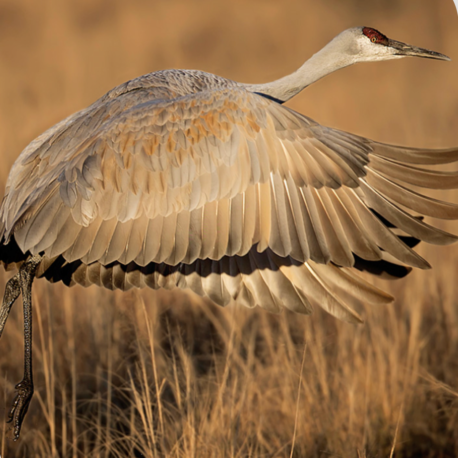 Crane Fest Guide: What to See and Do at the 2026 Yampa Valley Crane Festival