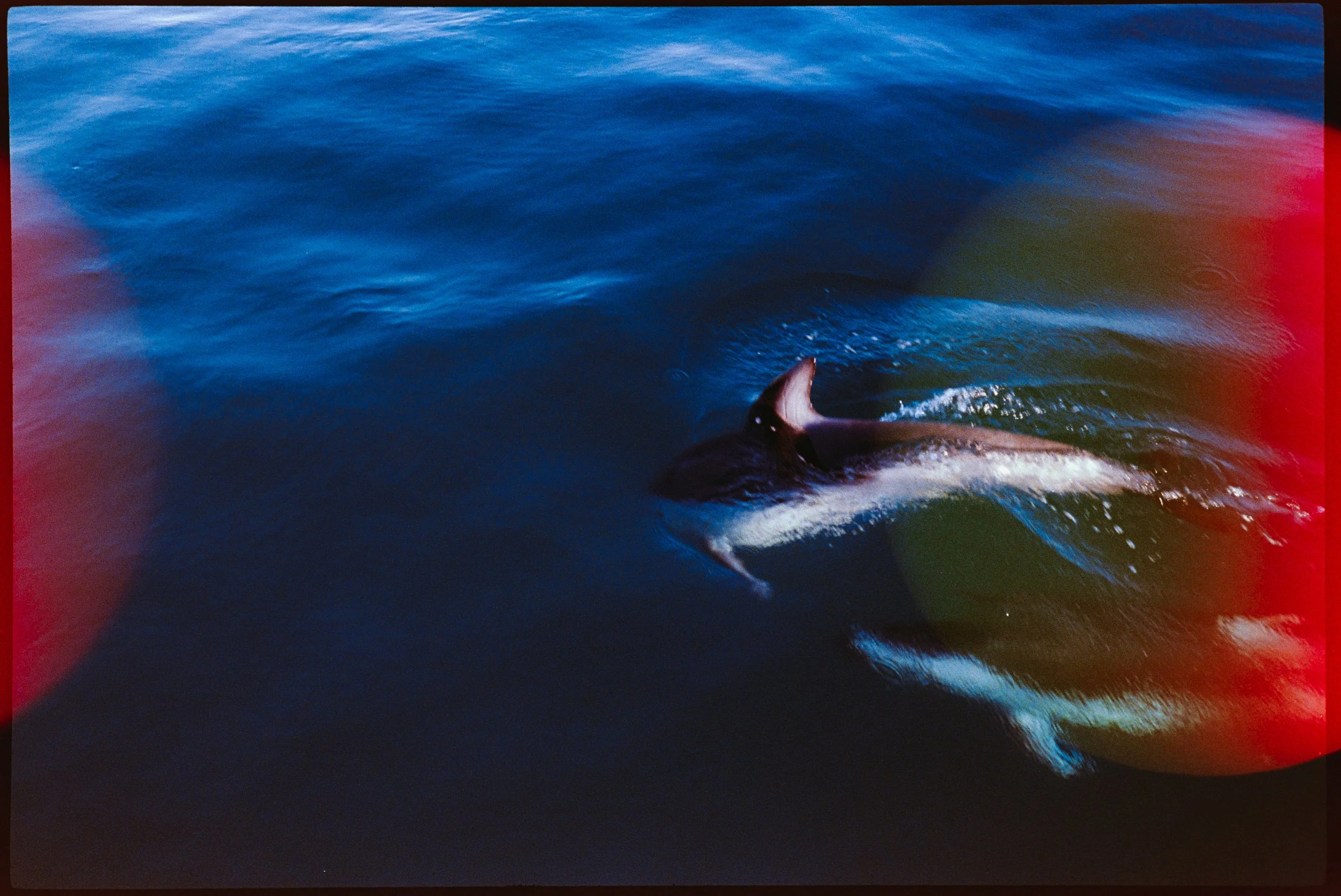 dolphin photography