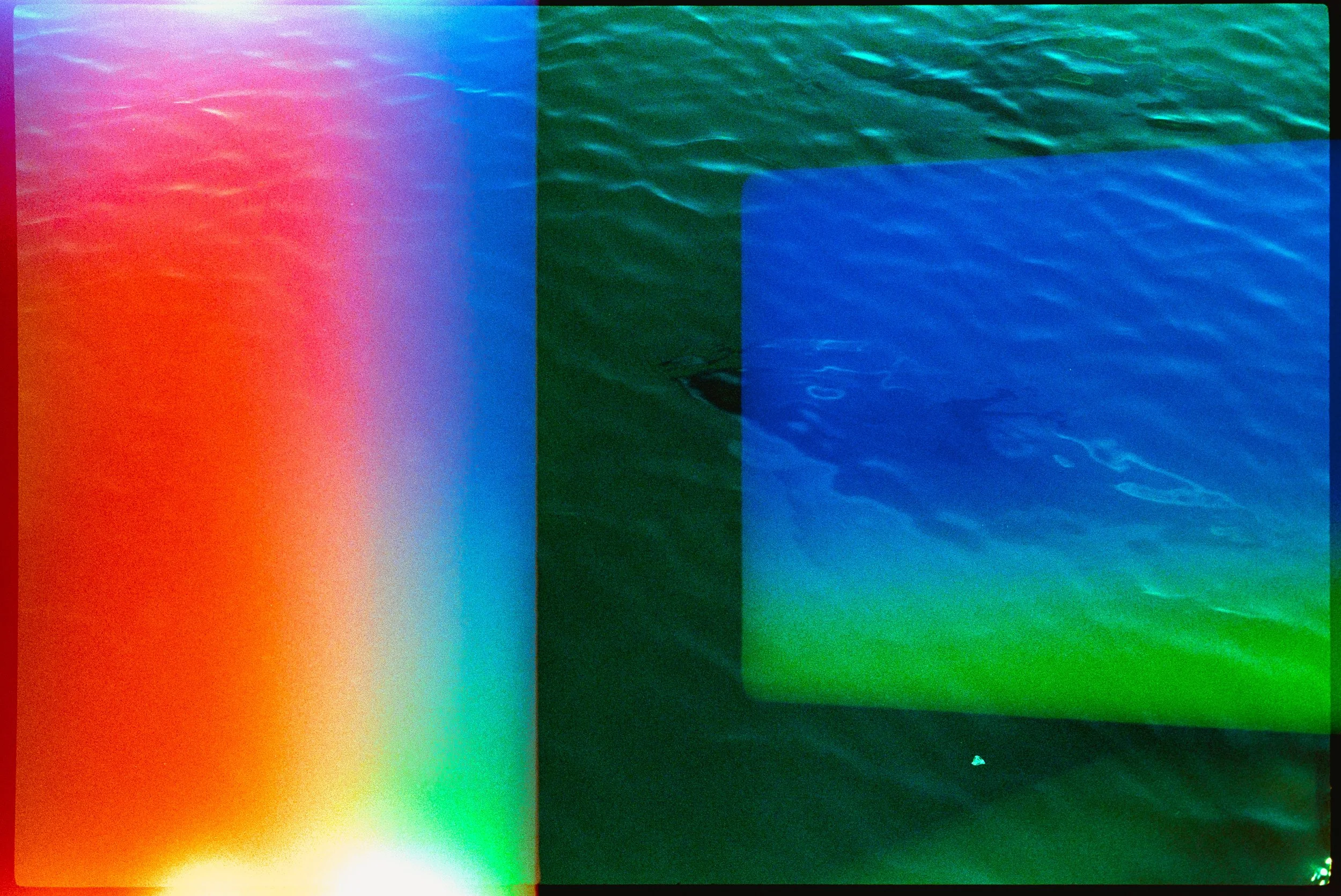 dolphin photography