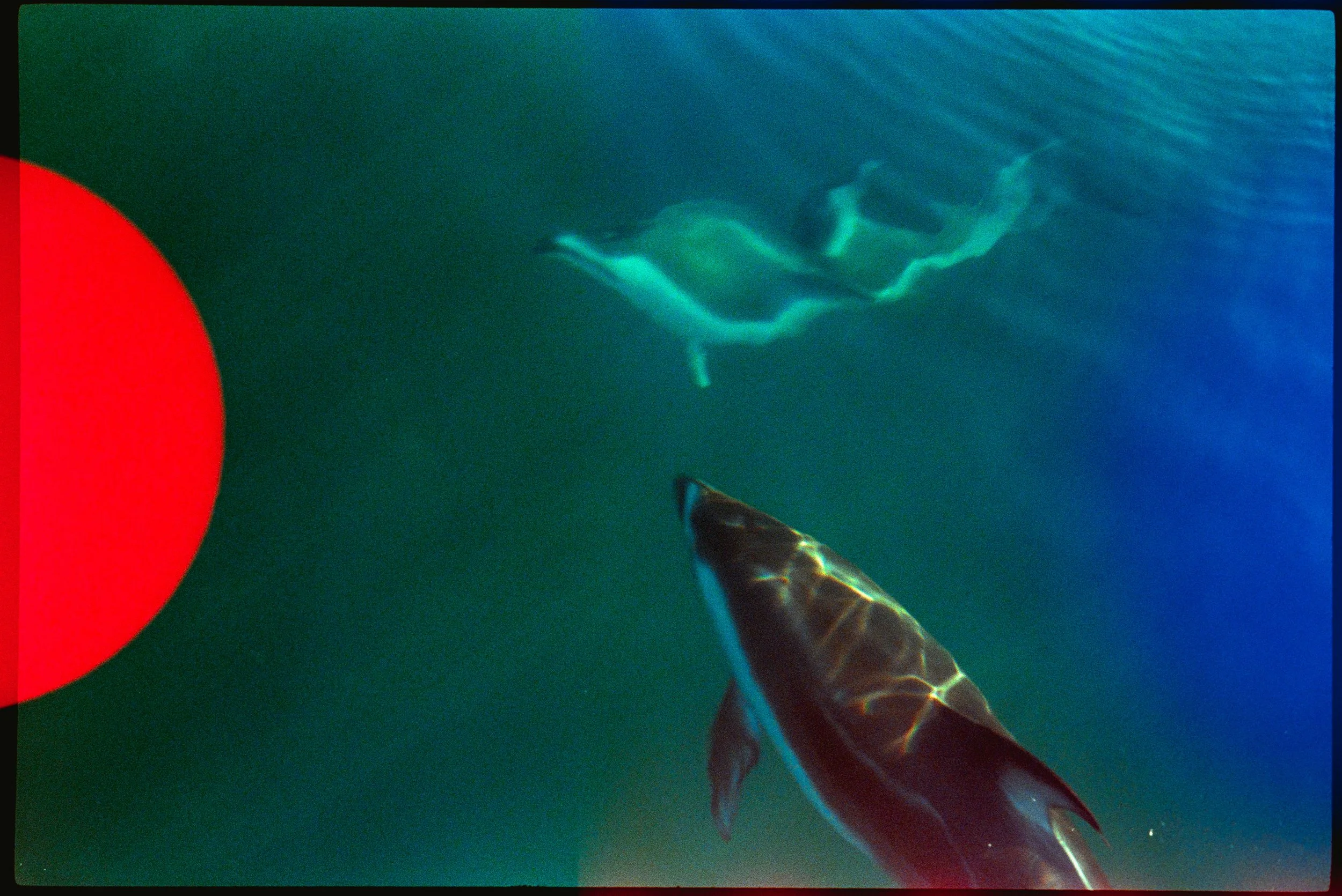 dolphin photography