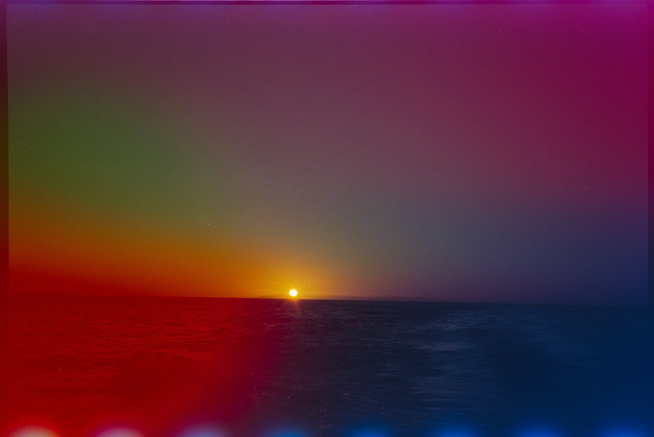 dolphin photography