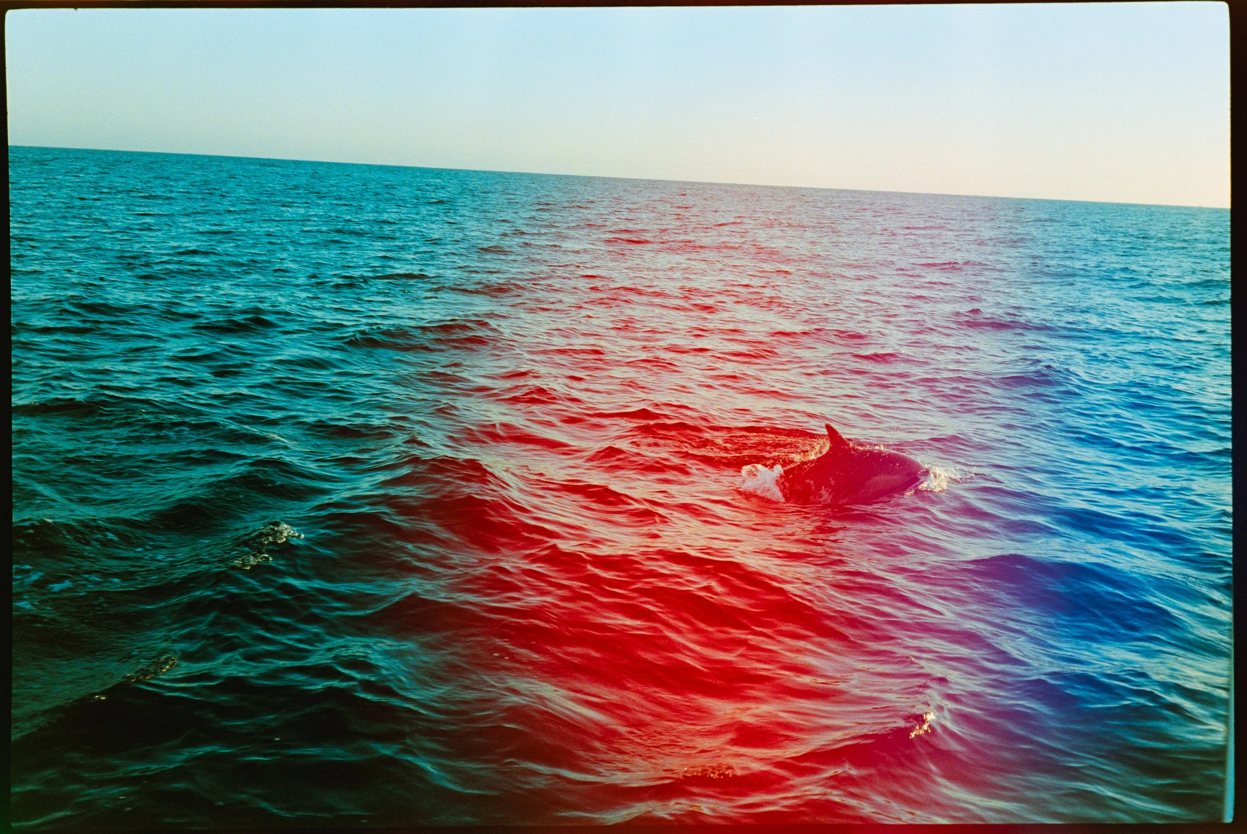 dolphin photography