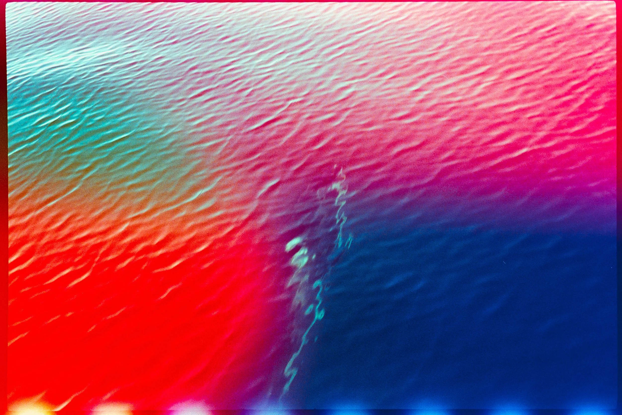 dolphin photography
