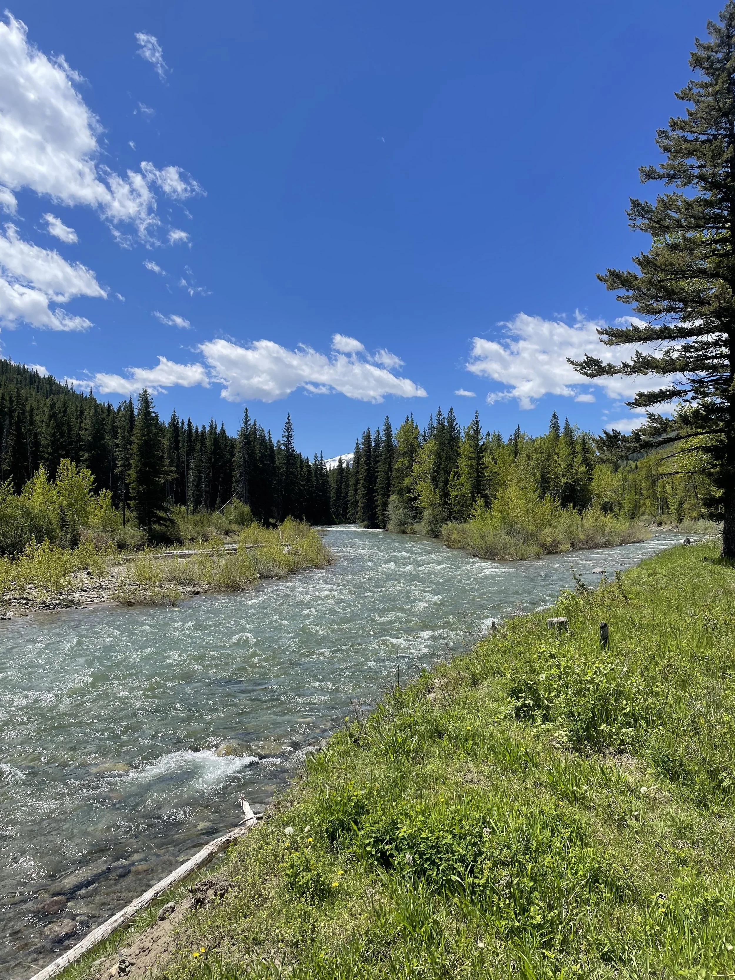 A river flowing through a forested area with green trees and a clear blue sky with some white clouds.
