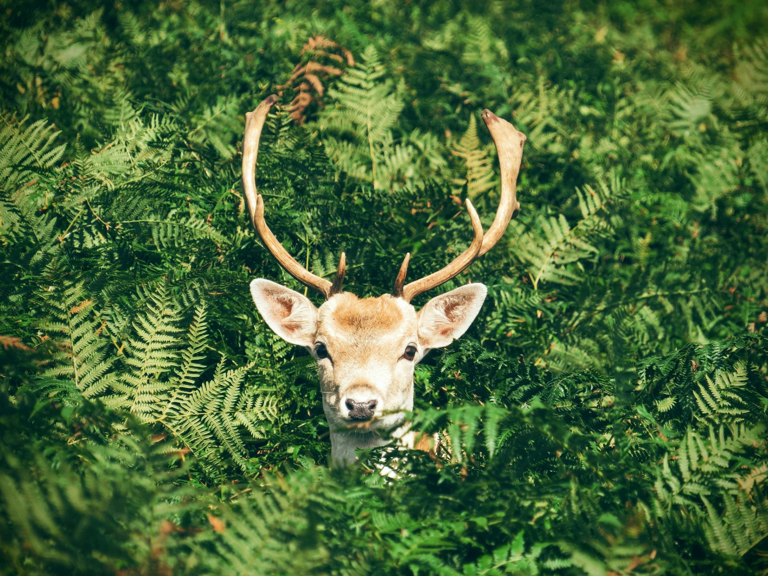 Deer with antlers standing among lush green ferns and foliage.
