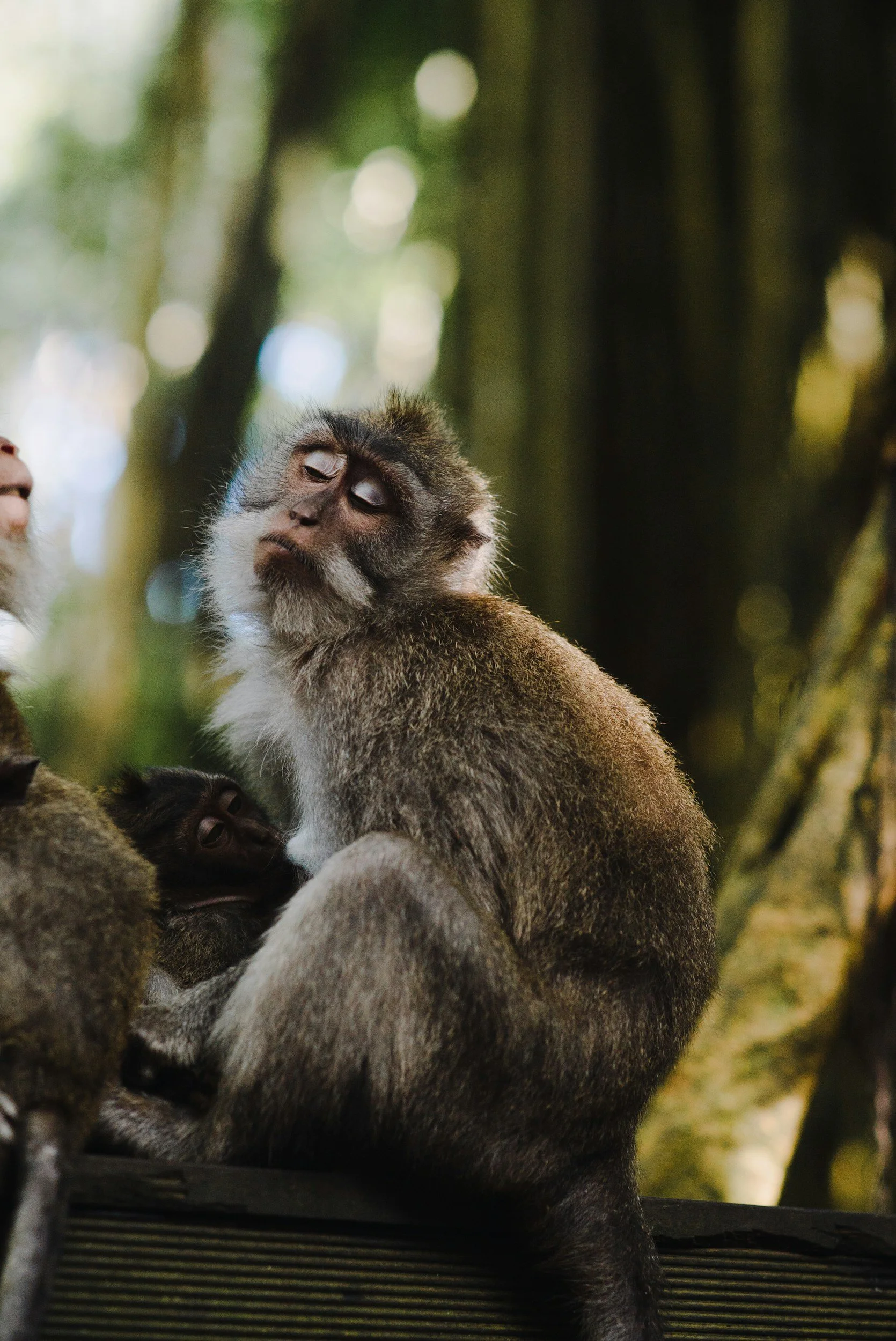 A group of monkeys, including an adult and a young one, in a forest setting with blurred trees and light in the background.