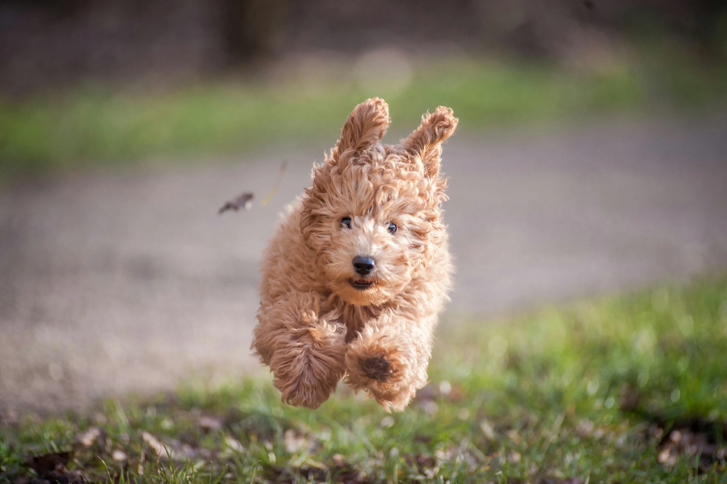 A small, curly-haired brown puppy running outdoors on a path with green grass and blurred background.