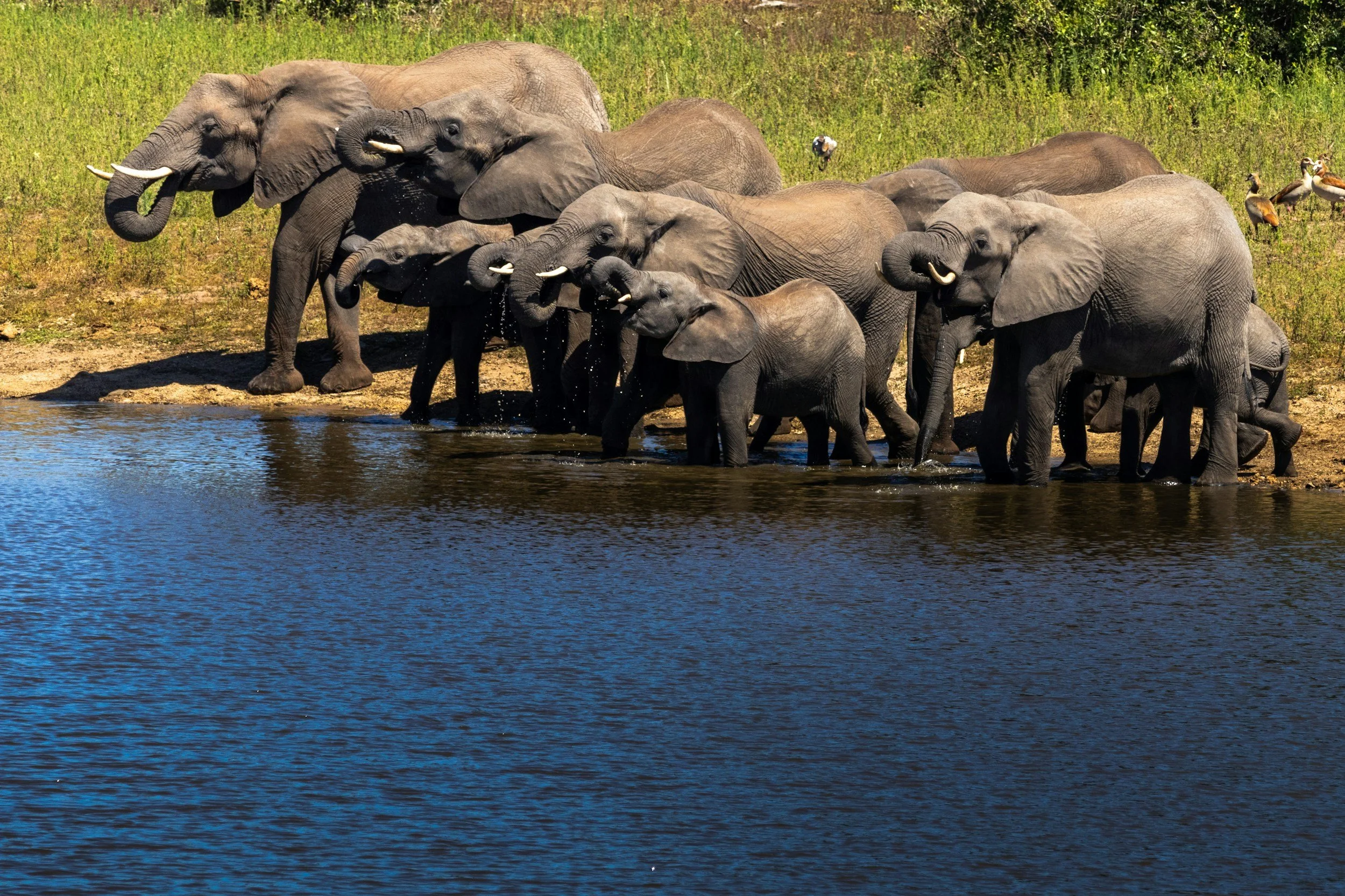 A group of elephants gathered at the water's edge, drinking and bathing, with lush green vegetation in the background.