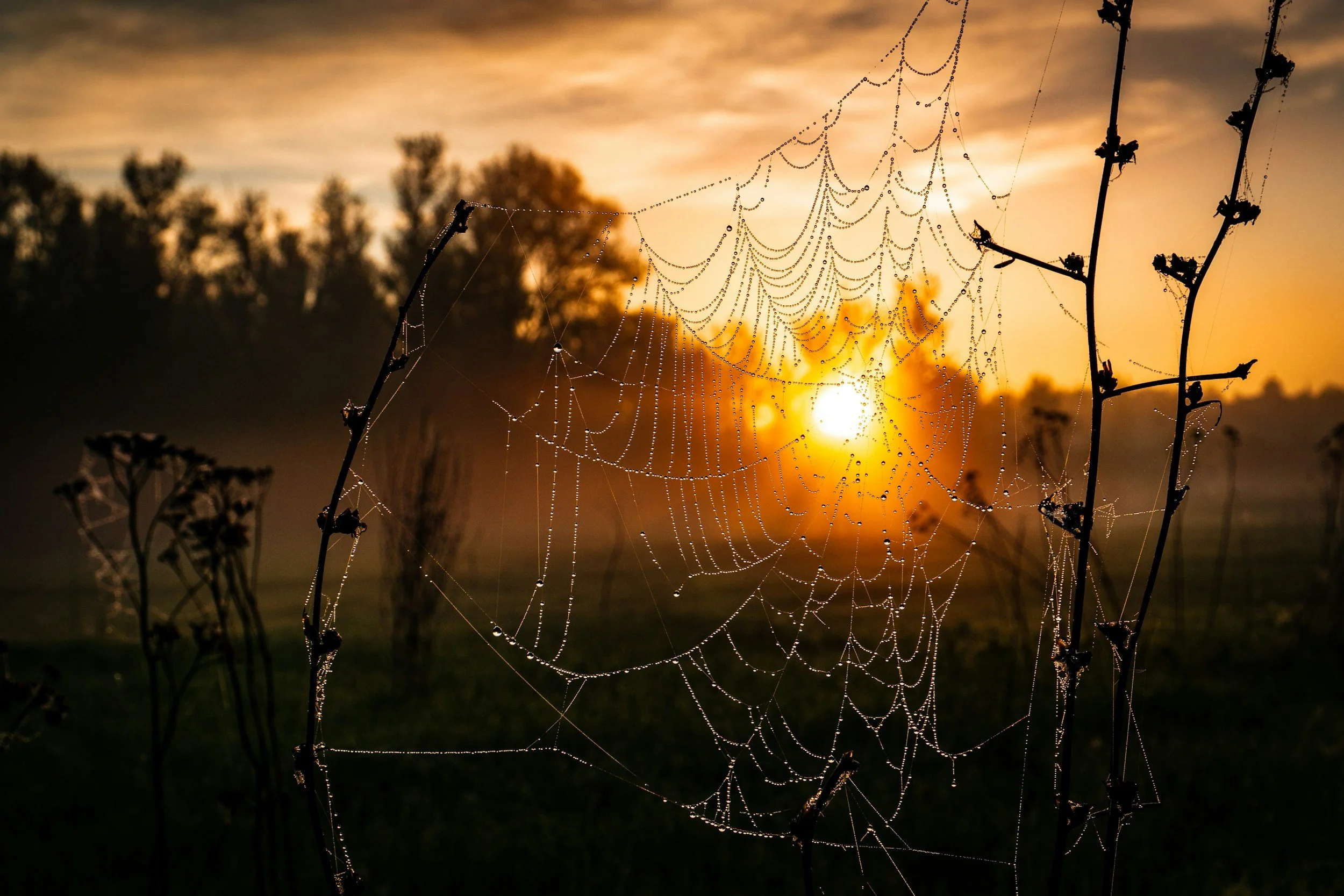A close-up of a spider web covered in dew drops, set against a sunset background with silhouetted trees and a cloudy sky.