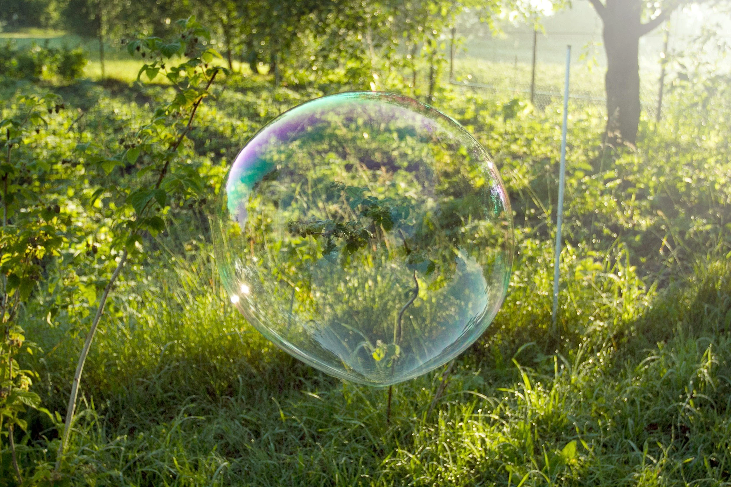 A soap bubble floating in a grassy, sunlit garden with green foliage and trees in the background.