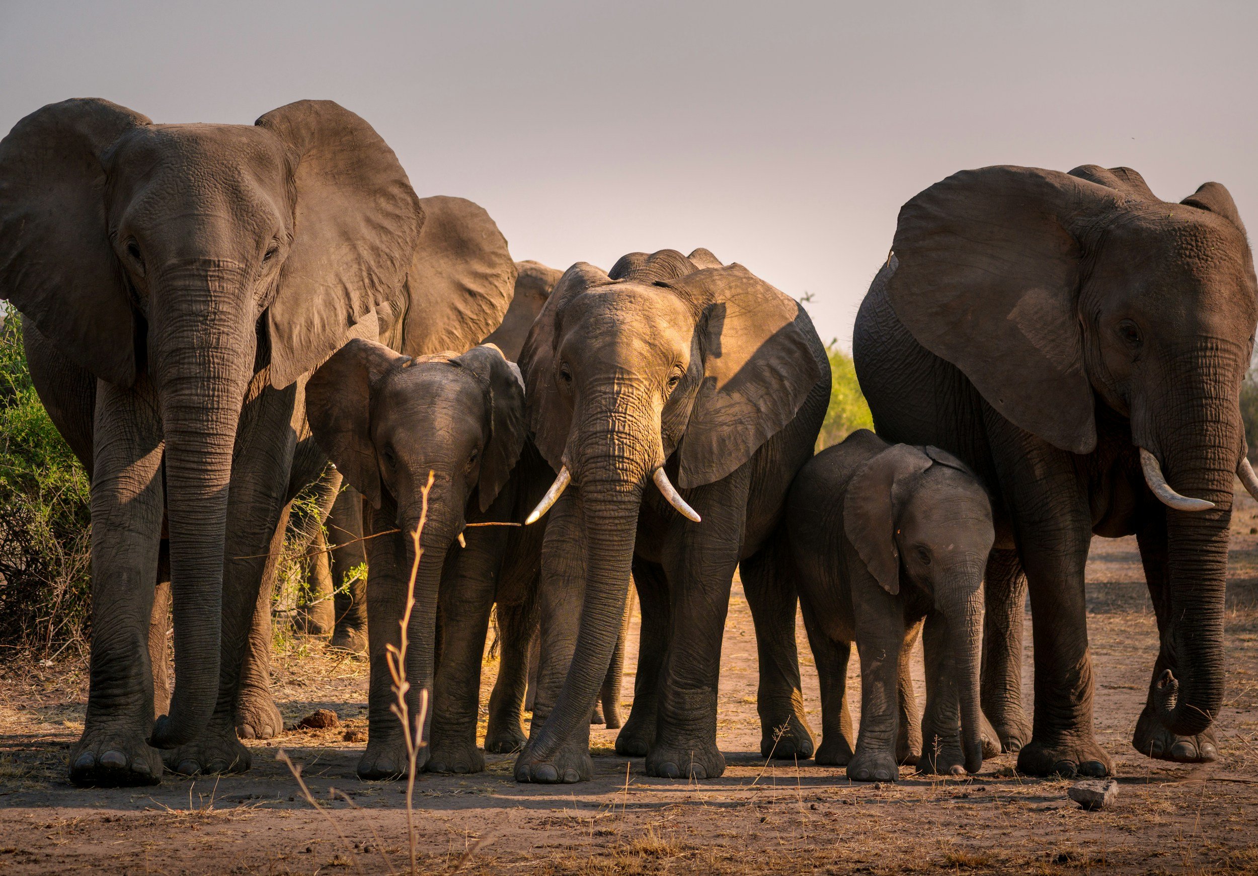A herd of elephants walking on dry ground during sunset or sunrise in a natural habitat.