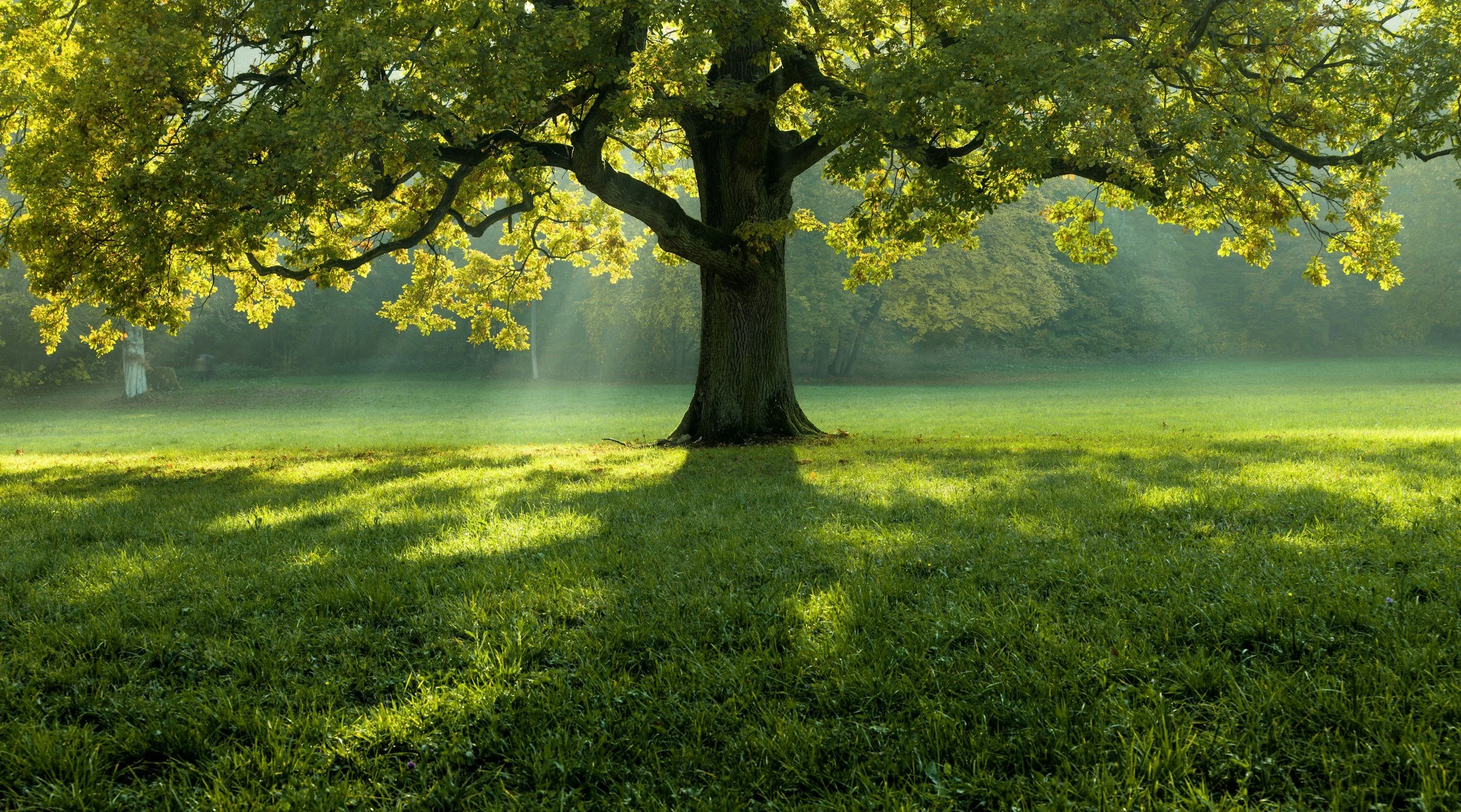 A large deciduous tree with green leaves casting shadows on the grassy ground in a park on a sunny day.
