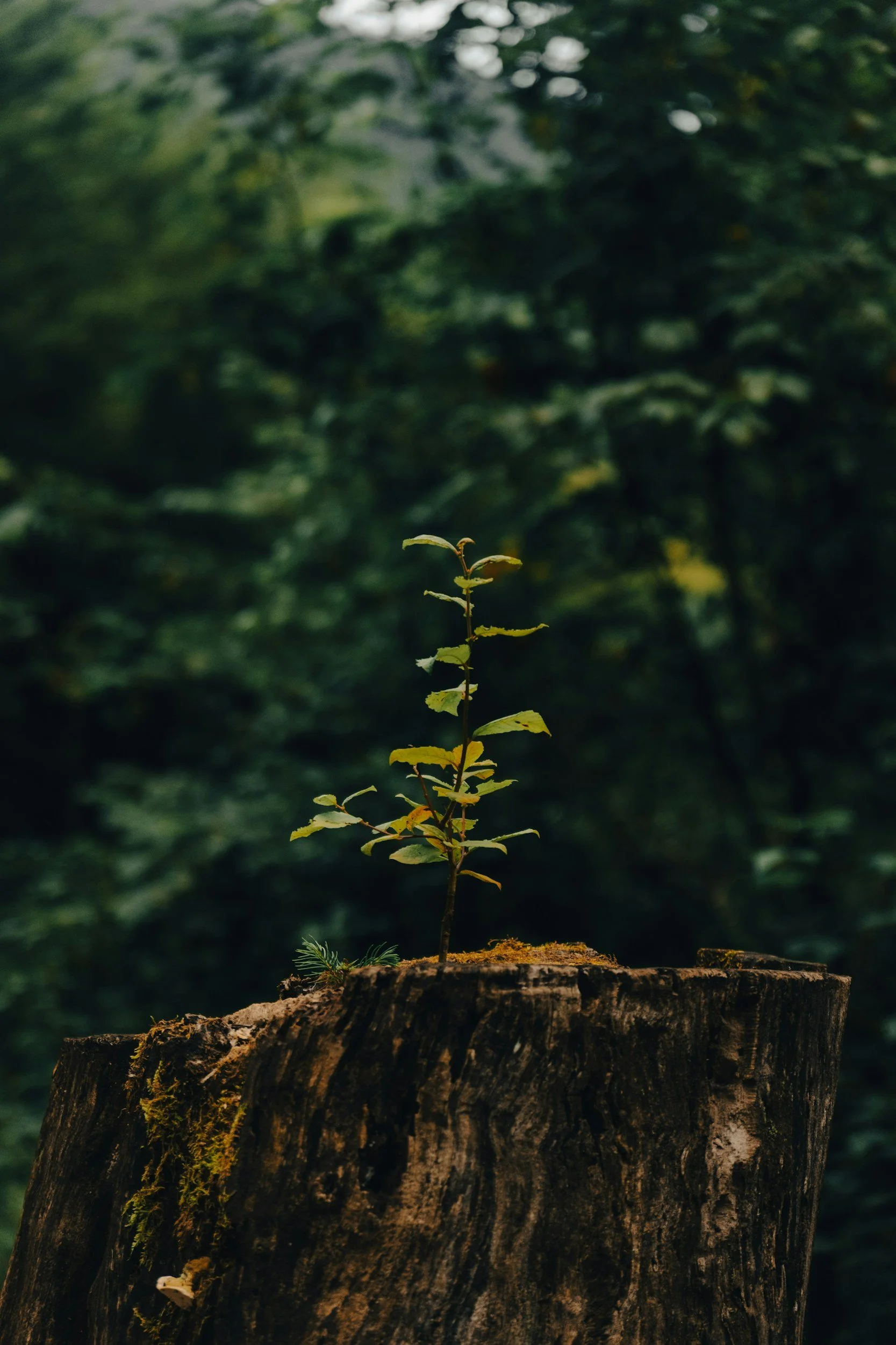 Young plant growing from a tree stump in a forest, with blurred green foliage in the background.