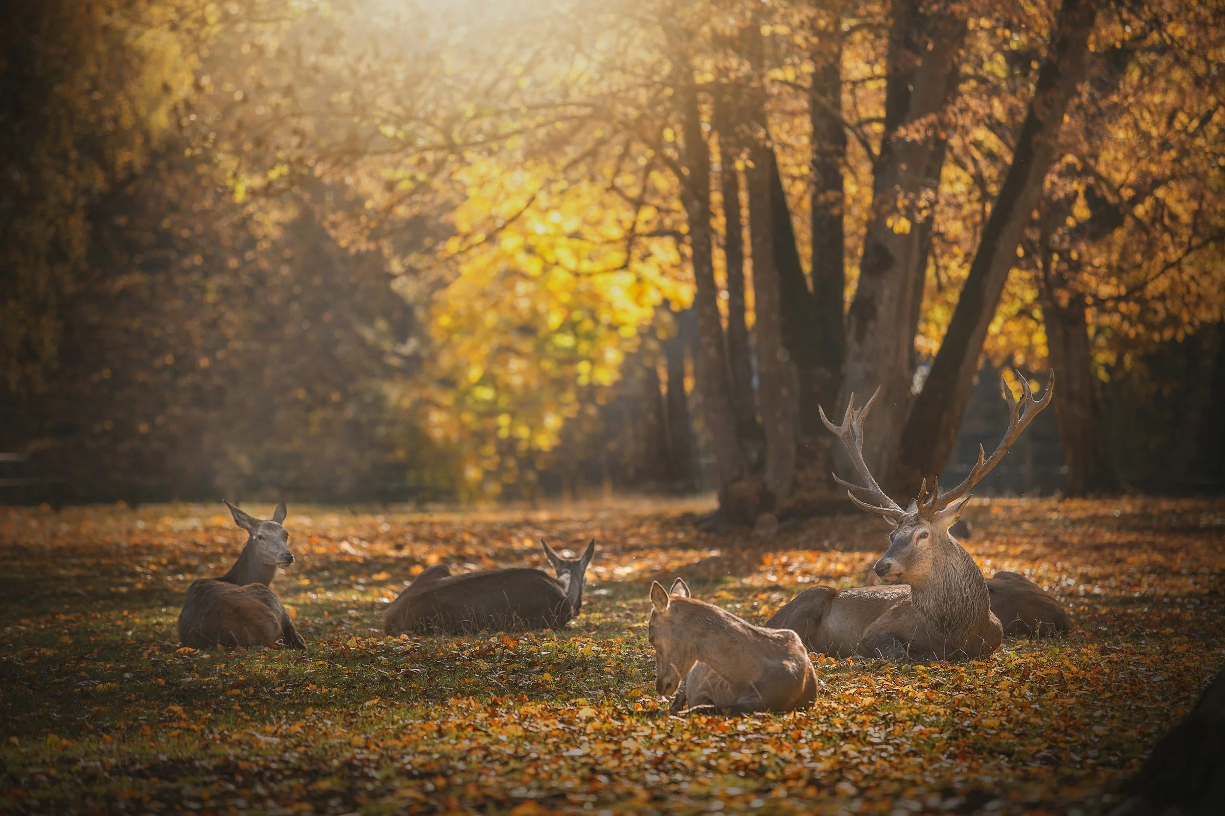 Deer resting on the ground among scattered autumn leaves in a forest with trees and golden sunlight in the background.