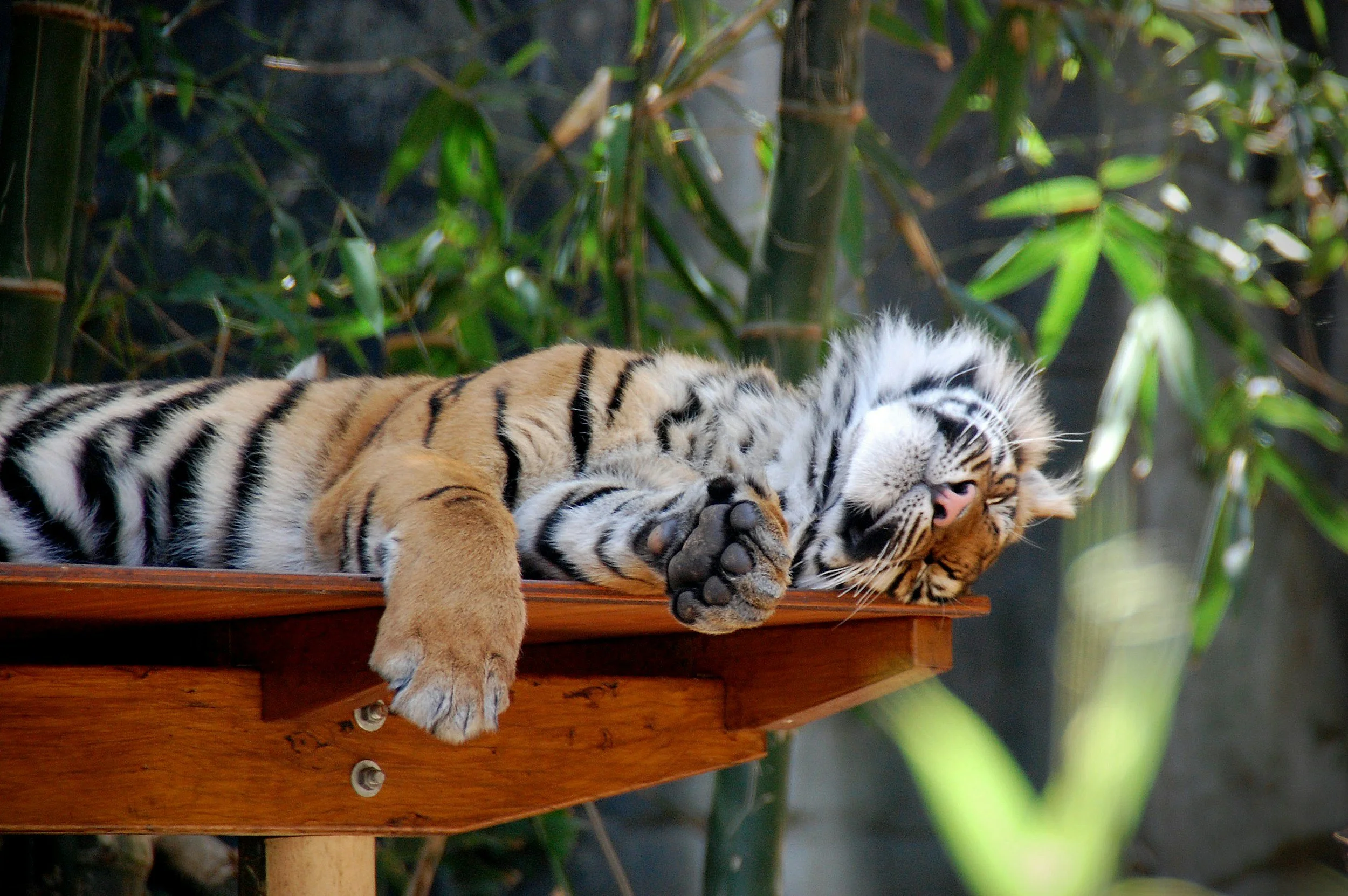 Two tiger cubs sleeping side by side on a wooden platform, surrounded by green plants.