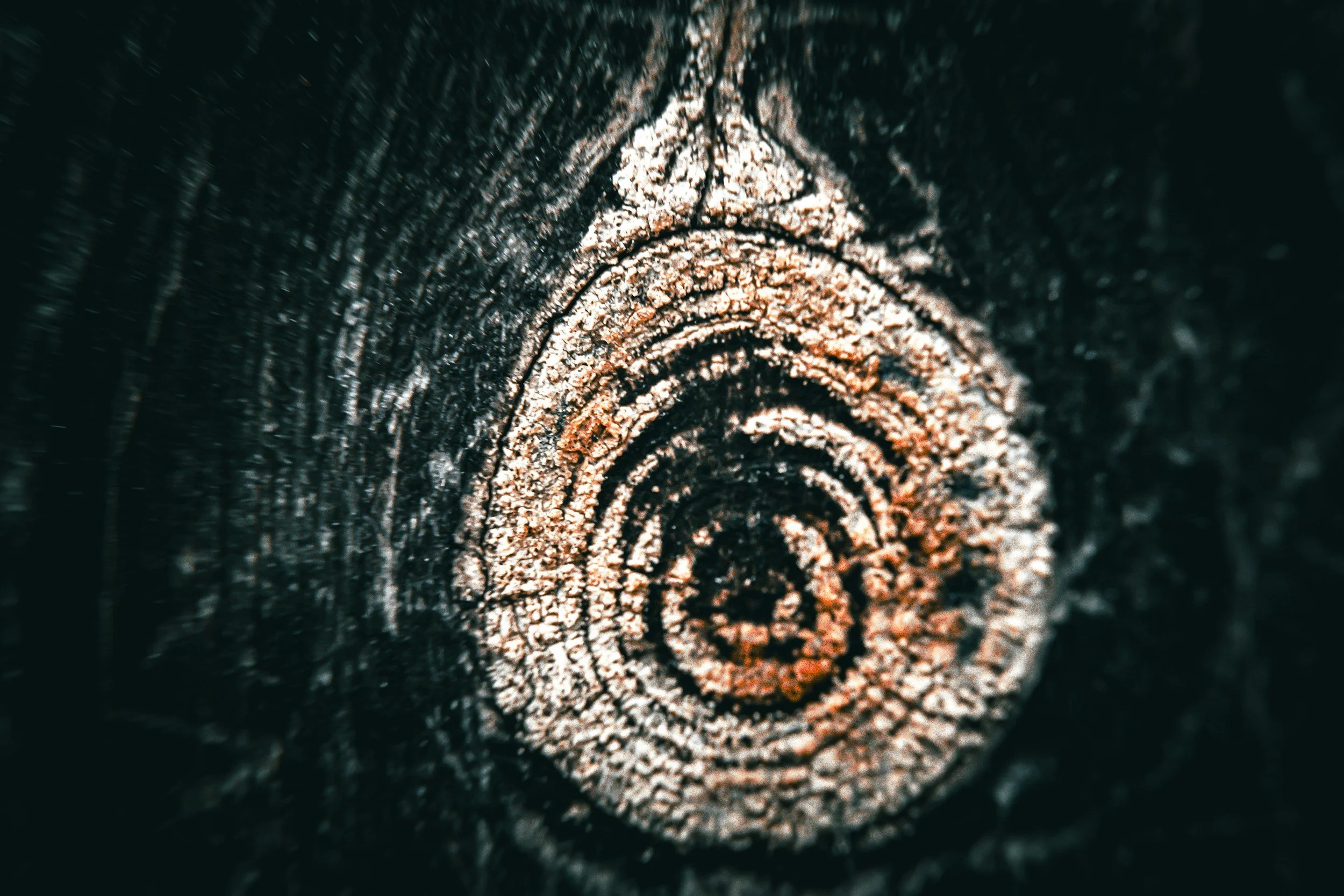 Close-up of a tree trunk's cross-section showing concentric growth rings and textured bark.