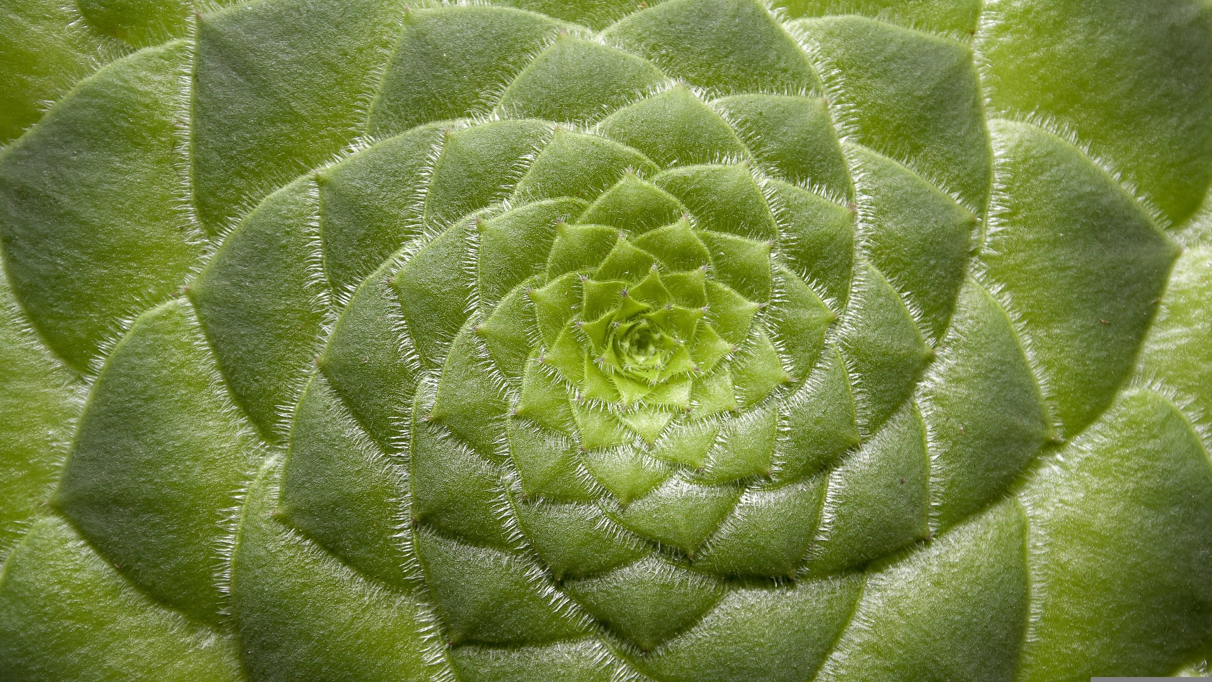 Close-up of a green succulent plant with tightly packed, fleshy leaves forming a spiral pattern.