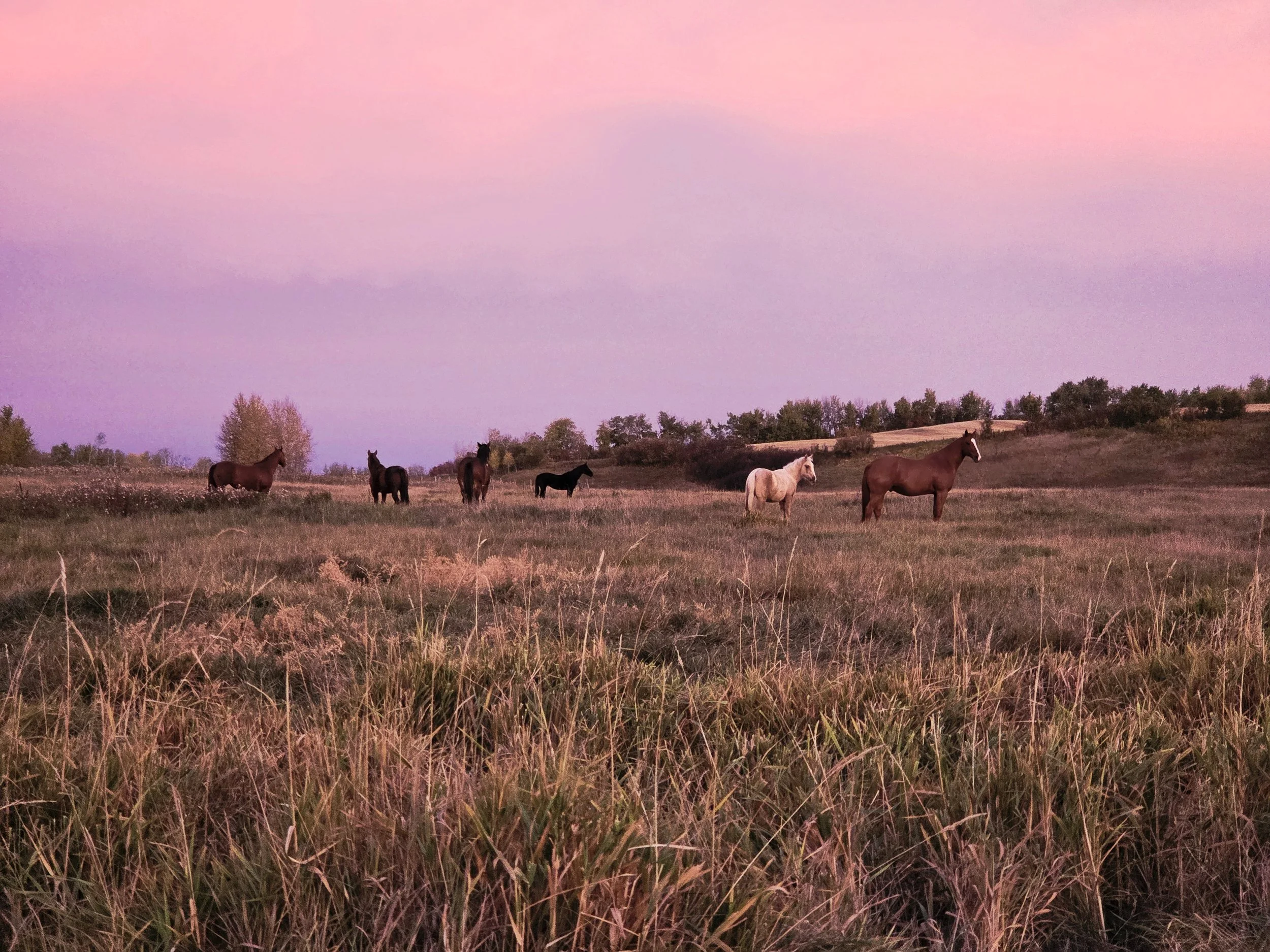 A group of horses grazing in a field at sunset with a purple and pink sky.