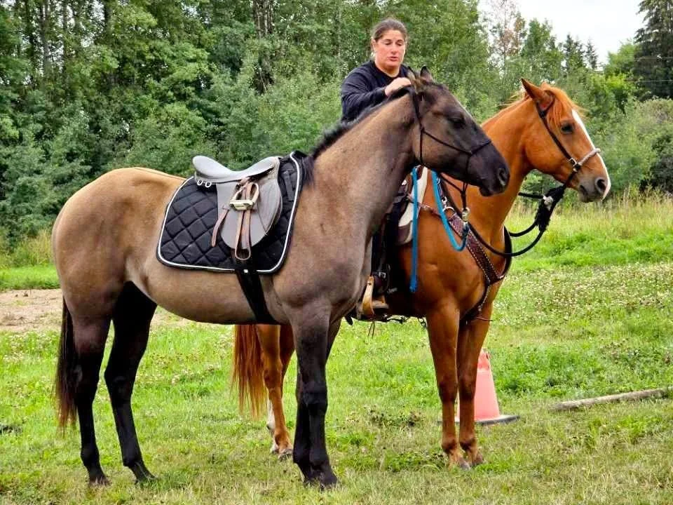 Woman riding a gray horse with a black saddle and bridle, standing on green grass in a field with trees, and another tan horse in the background.