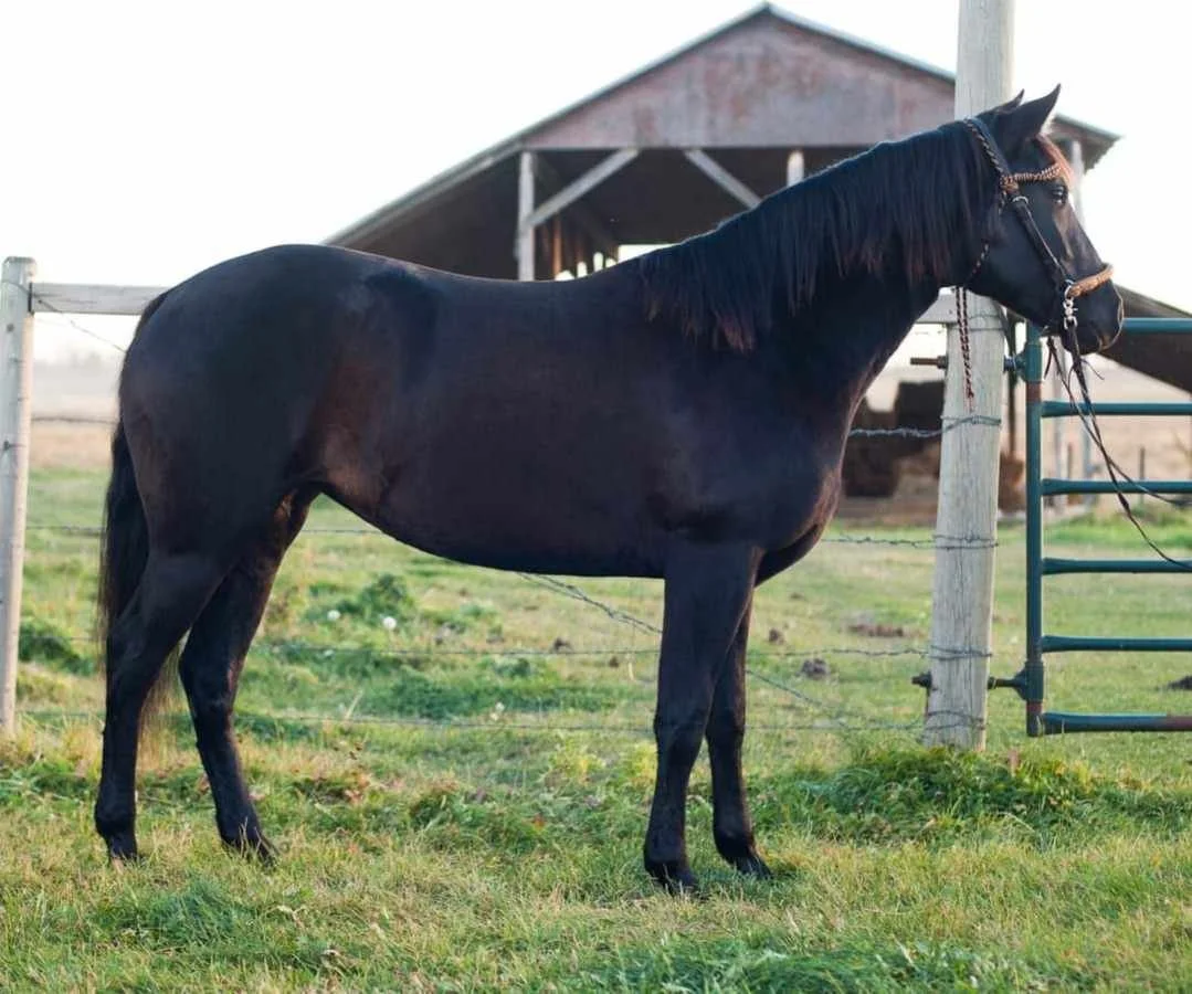A black horse with a shiny coat standing on grass in a fenced area near a barn.