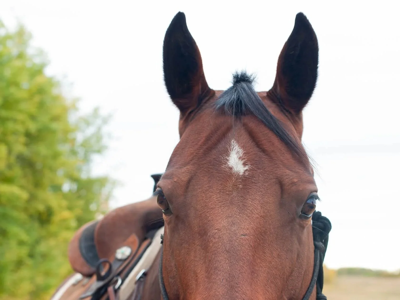 Close-up of a brown horse's face and ears with a blurred background of green trees and sky.