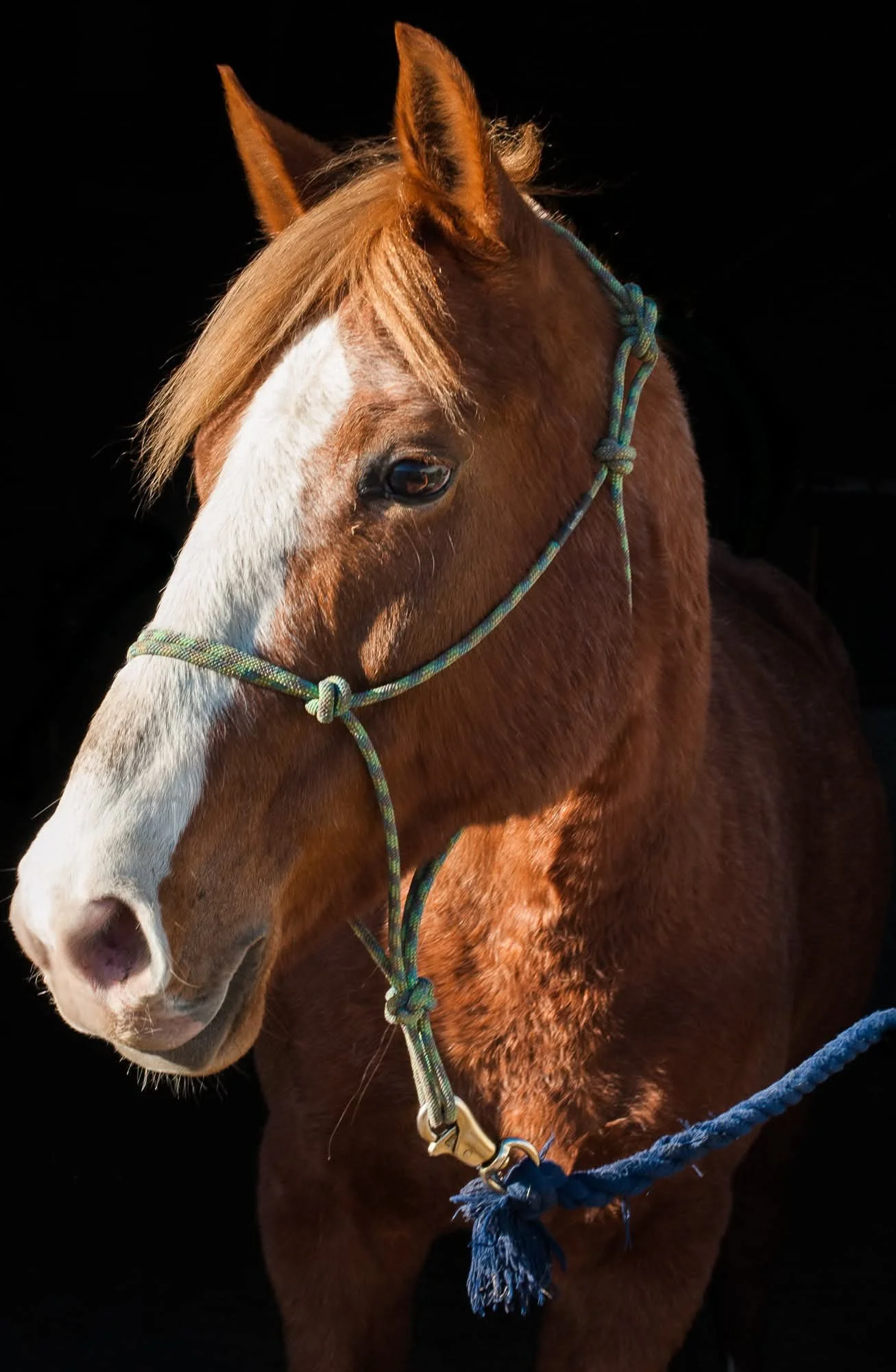A close-up of a chestnut horse with a white blaze on its face and a blond mane, wearing a green and blue halter and attached to a blue rope