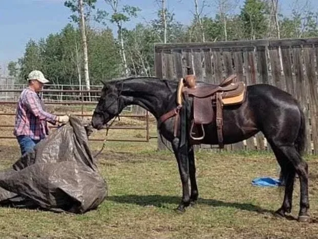 Person in cowboy hat and plaid shirt holding a large plastic bag, with a black horse and saddle on its back standing nearby, in an outdoor paddock with trees and a wooden fence.