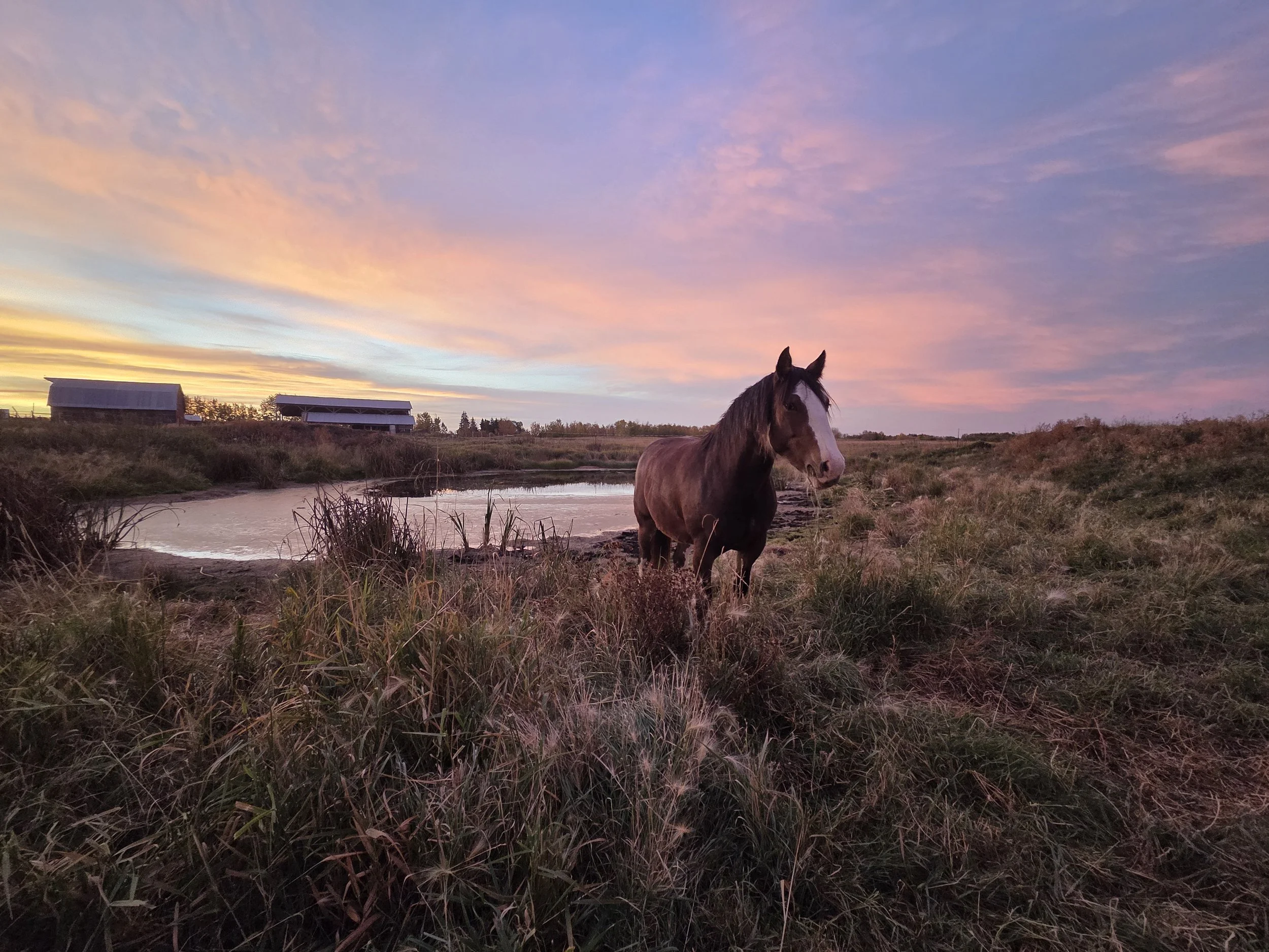 A horse standing near a pond during sunset, with a sky filled with pastel-colored clouds and a barn in the background.