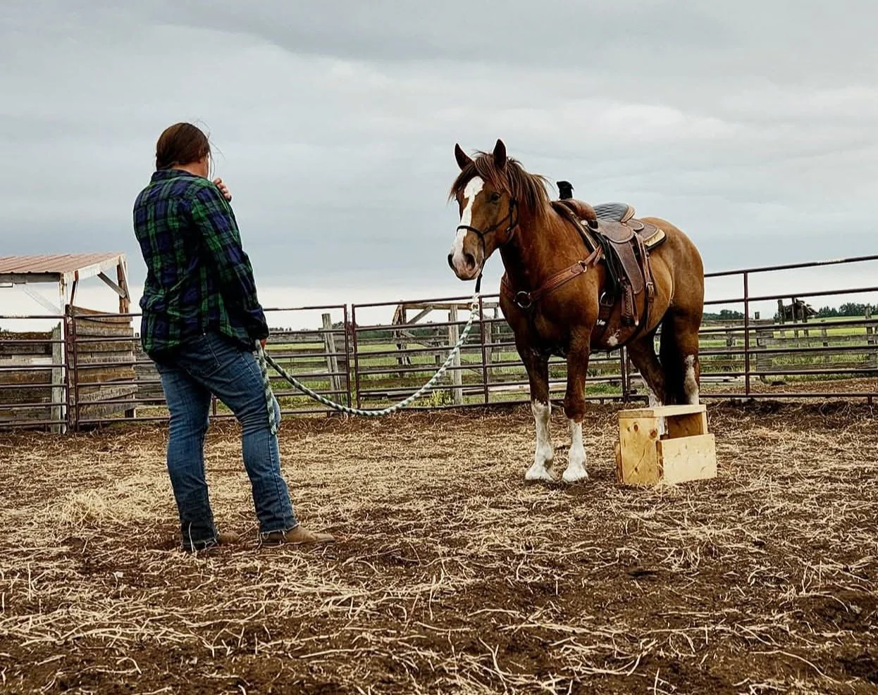A person standing inside a fenced area holding a lead rope attached to a brown horse with a white blaze on its face. The horse has a saddle and is standing on dirt ground with a small wooden block near its front legs. Overcast sky in the background.