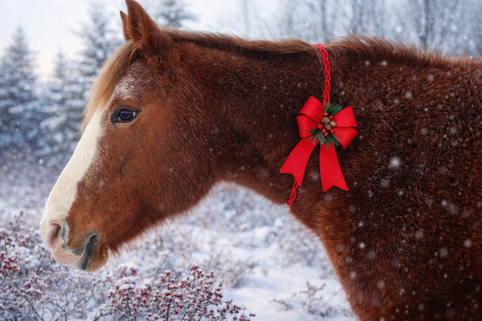 Close-up of a brown horse with a white-blazed face wearing a red Christmas bow and holly decoration on its bridle, standing in a snowy winter landscape with snow-covered trees in the background.