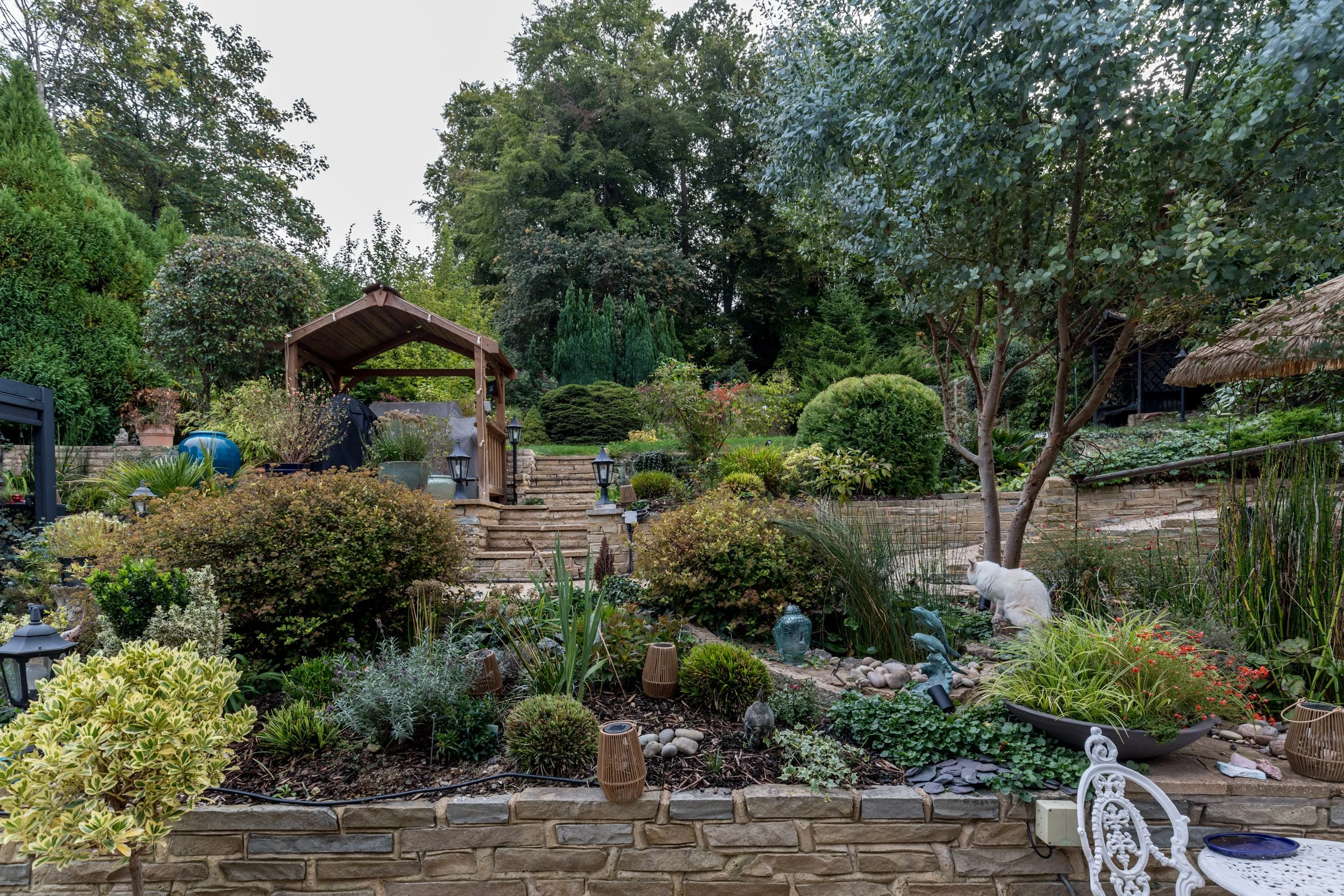 A lush backyard garden with various plants, shrubs, and trees. Stone steps lead up to a landscaped area with a wooden pergola, outdoor furniture, and garden decor. A small white dog is sitting by the plants on the right.