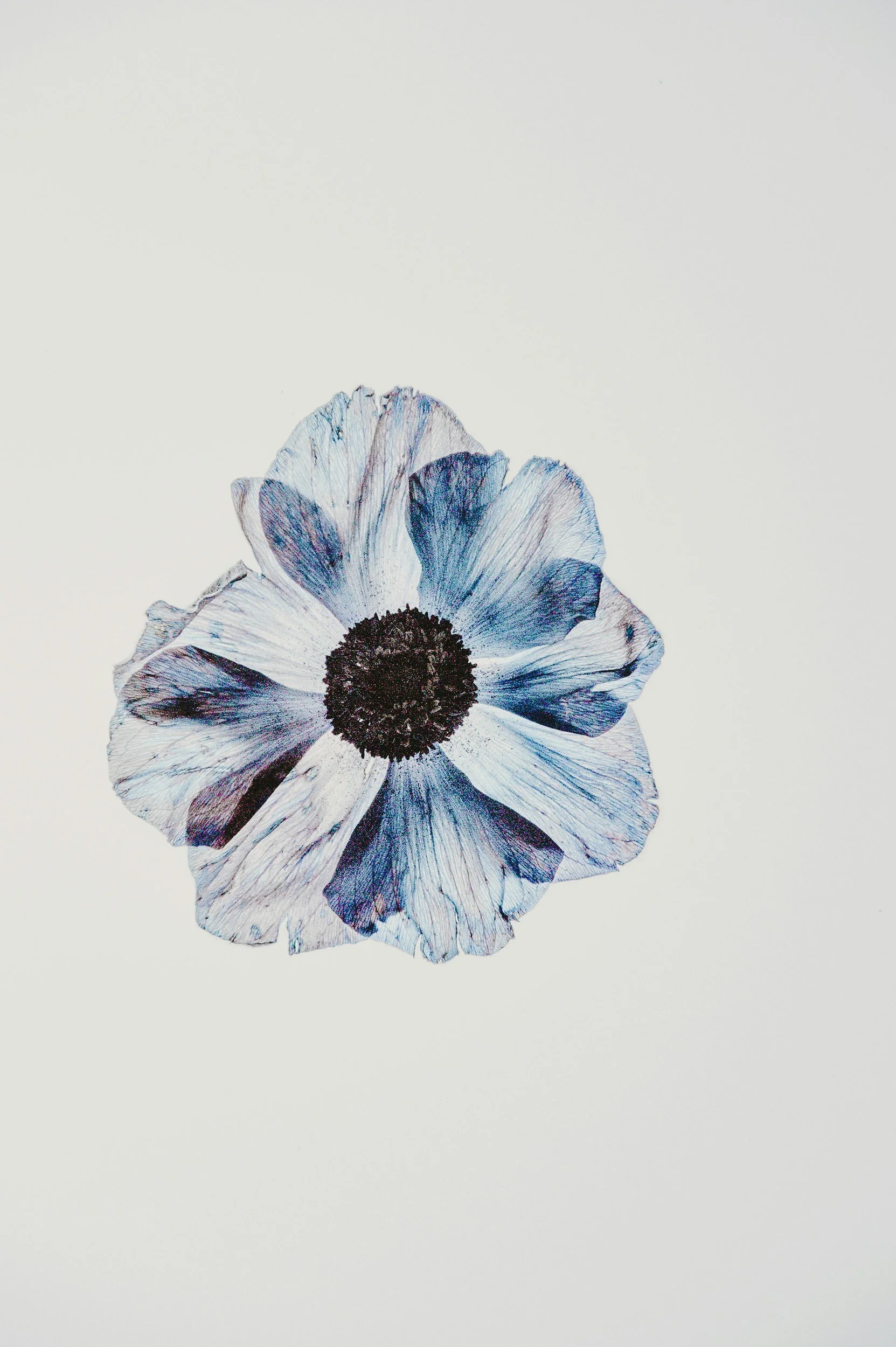 A watercolor painting of a flower with white petals featuring blue accents and a dark center against a light background.