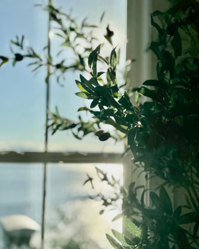 olive tree.png