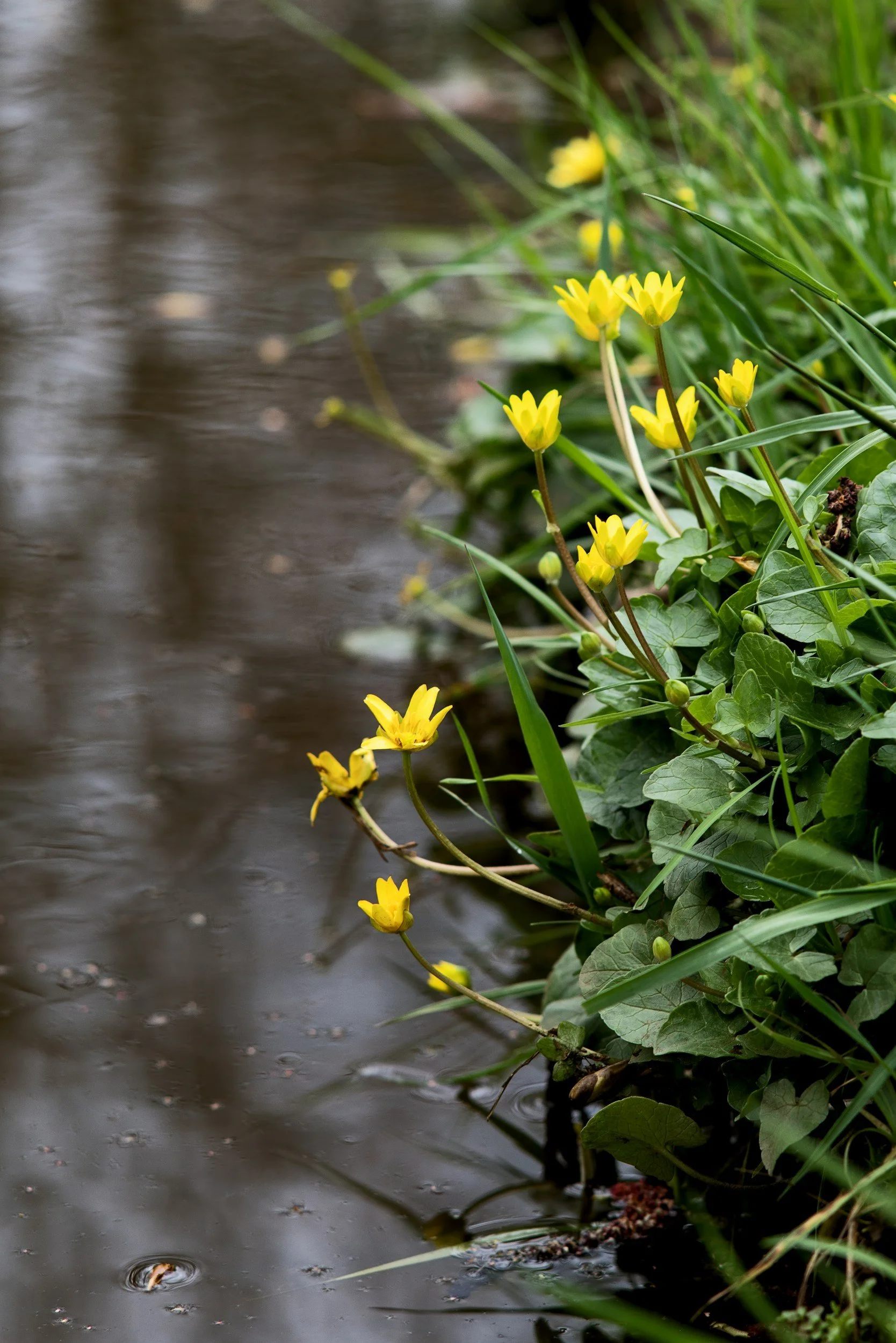 Acequia/Remedio Walk w/Juliet Garcia-Gonzales