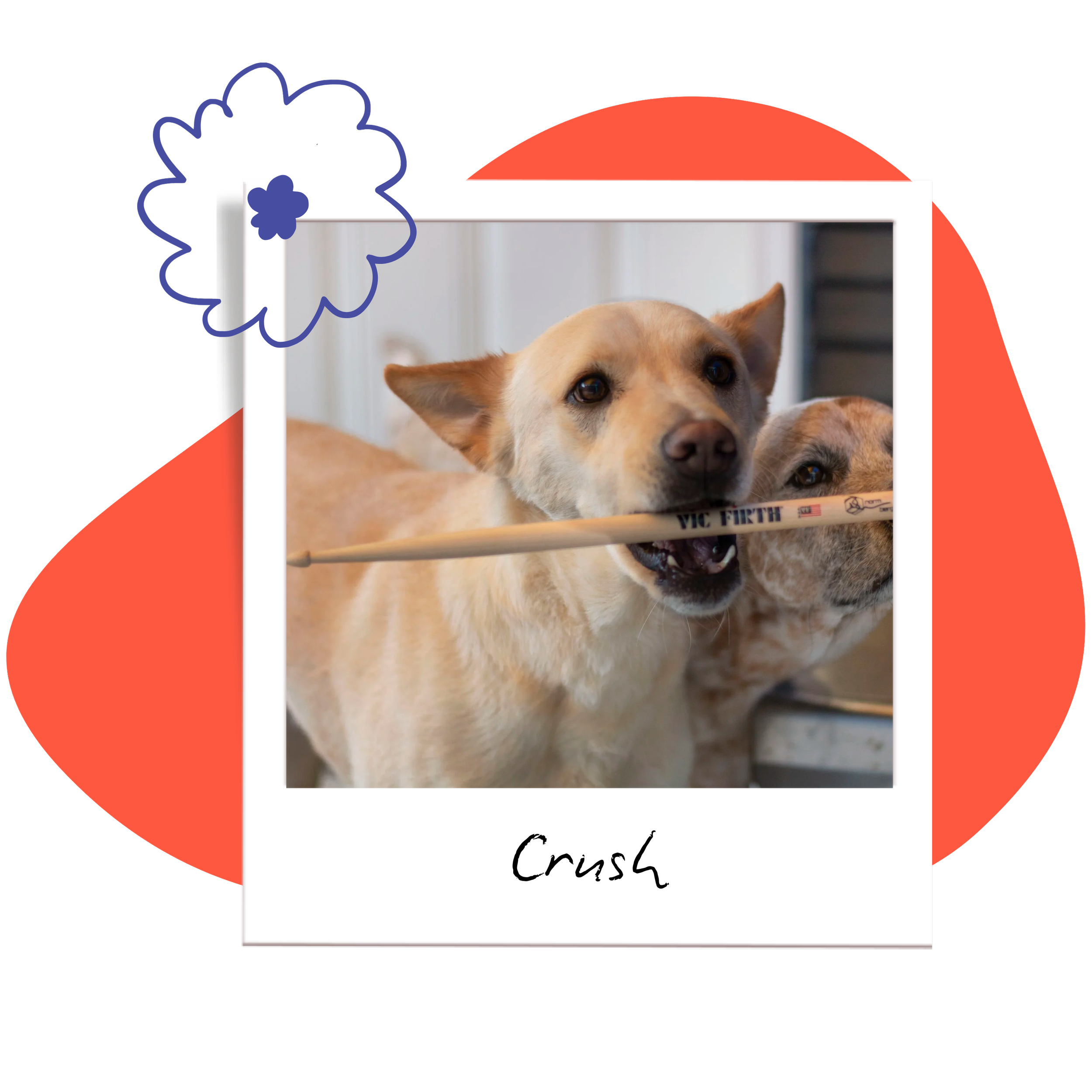 Tan dog biting at a drum stick