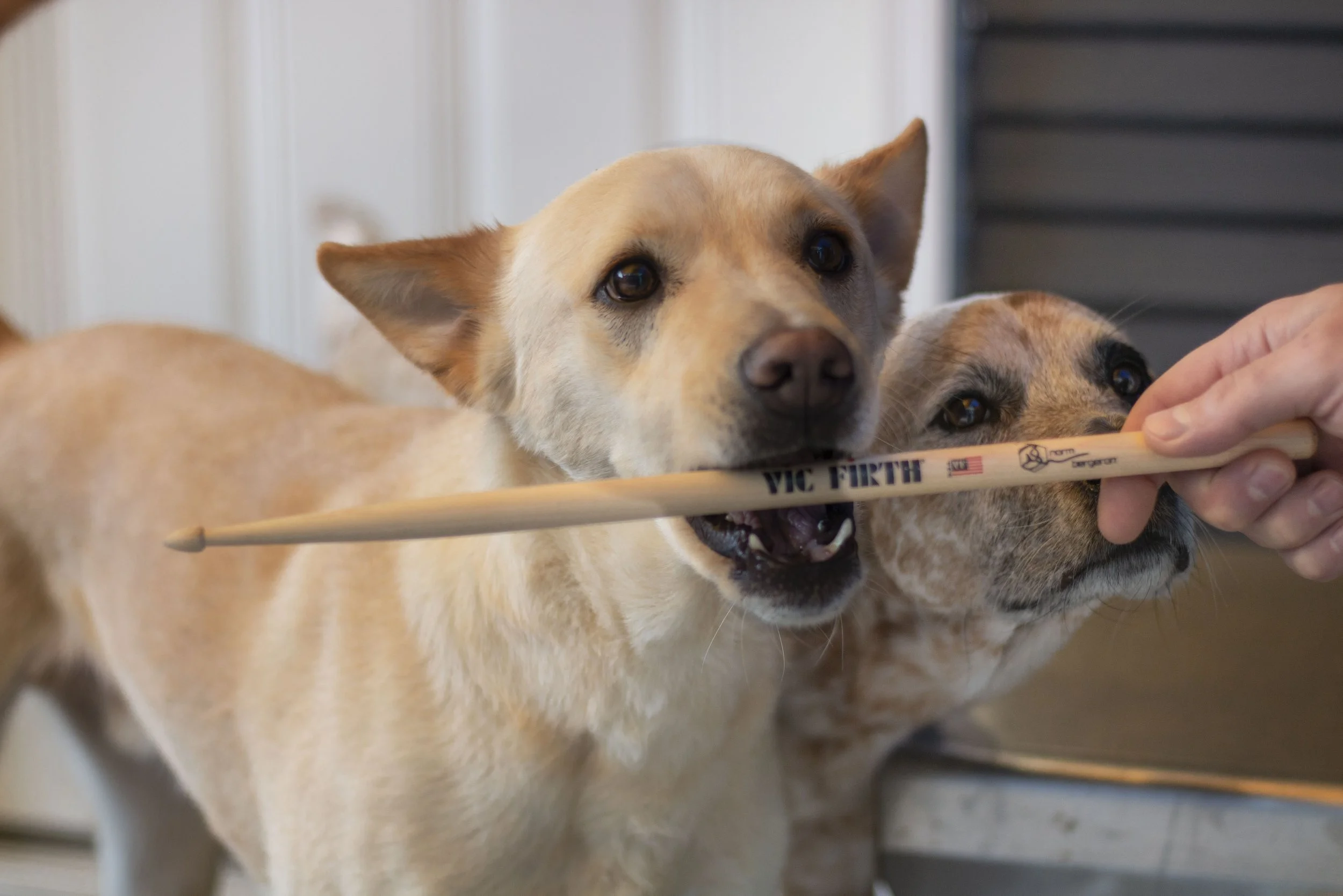 Tan dog biting at a drum stick