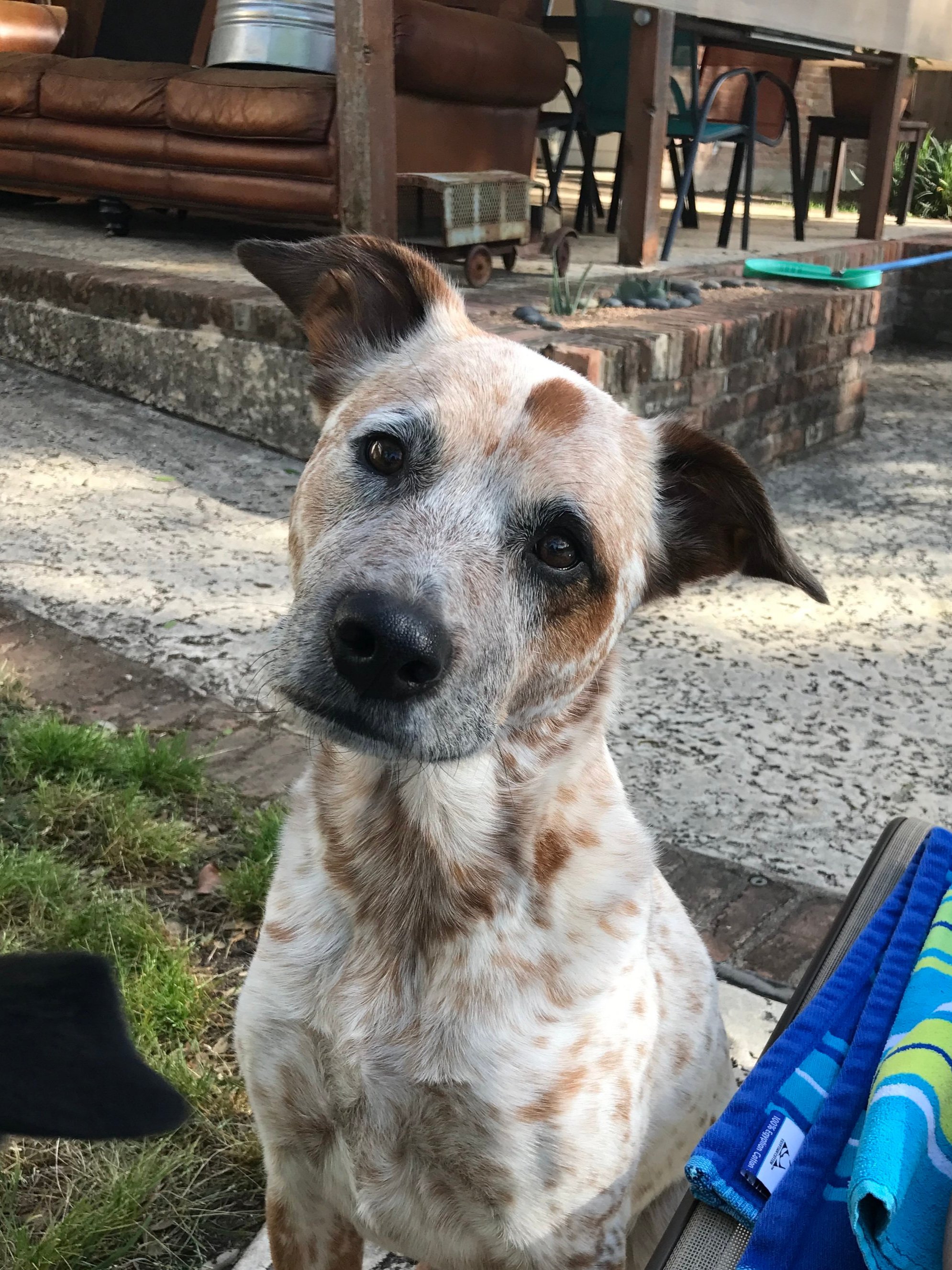 Brown and white spotted dog tilting his head at the camera
