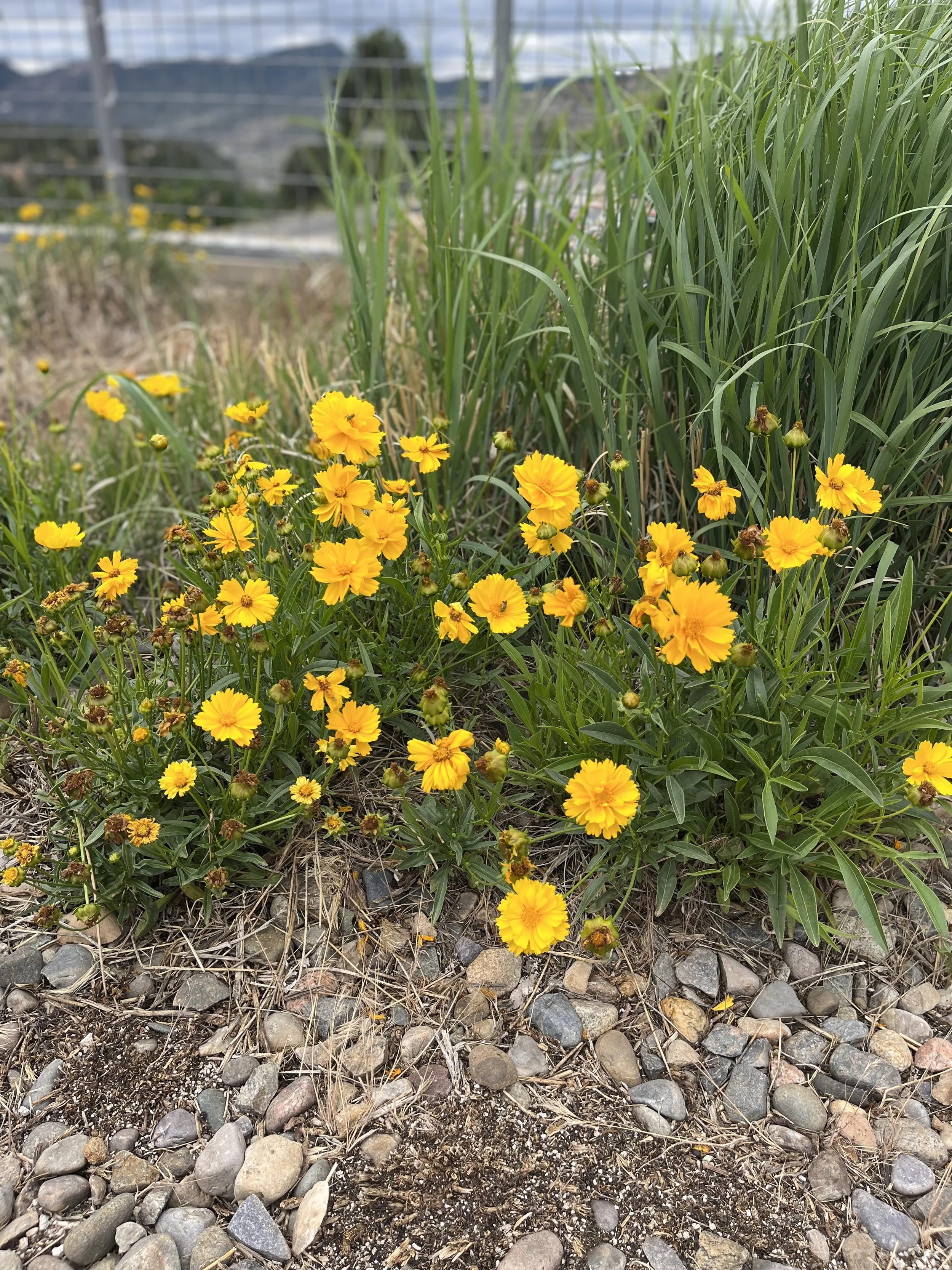 IMG_0886.jpeg