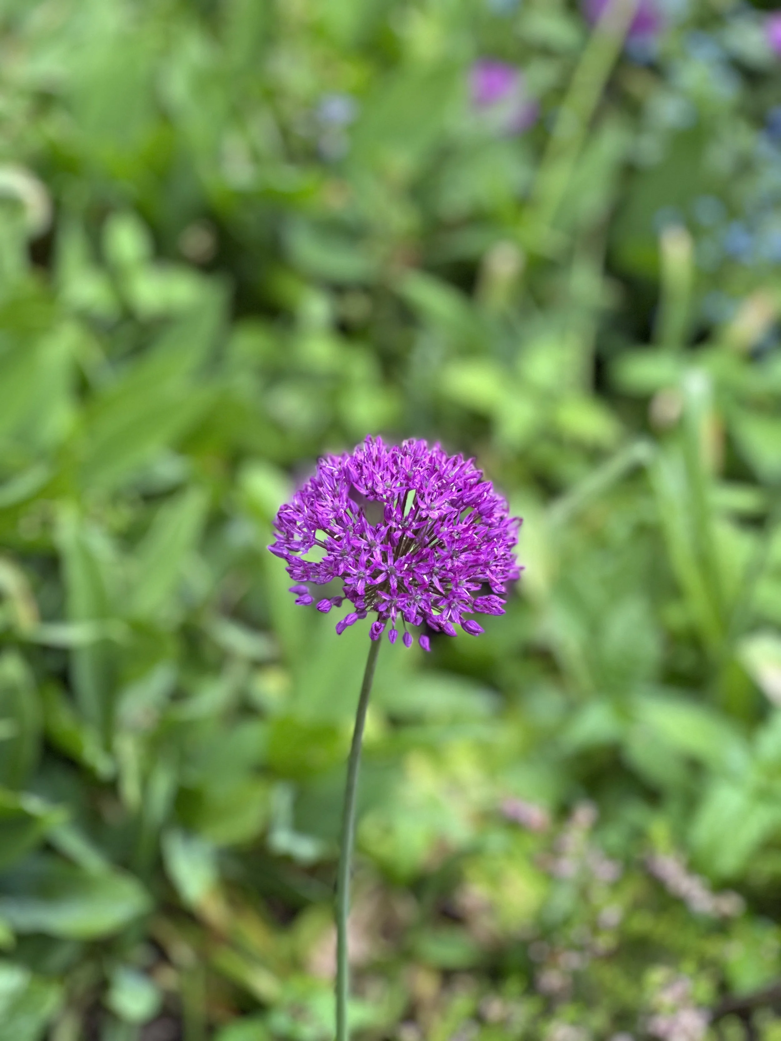IMG_1651.jpeg