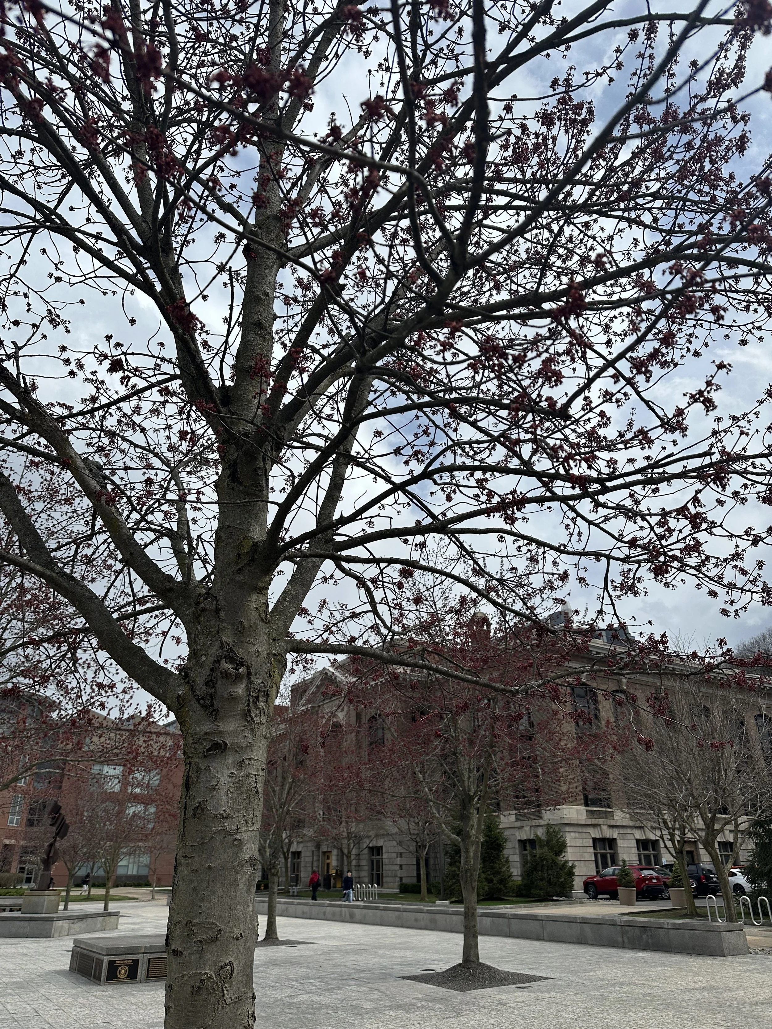 IMG_3242.jpeg
