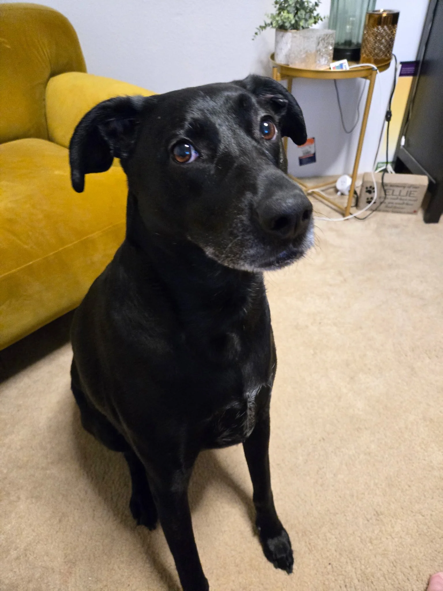 Black dog laying on the floor and looking at the camera