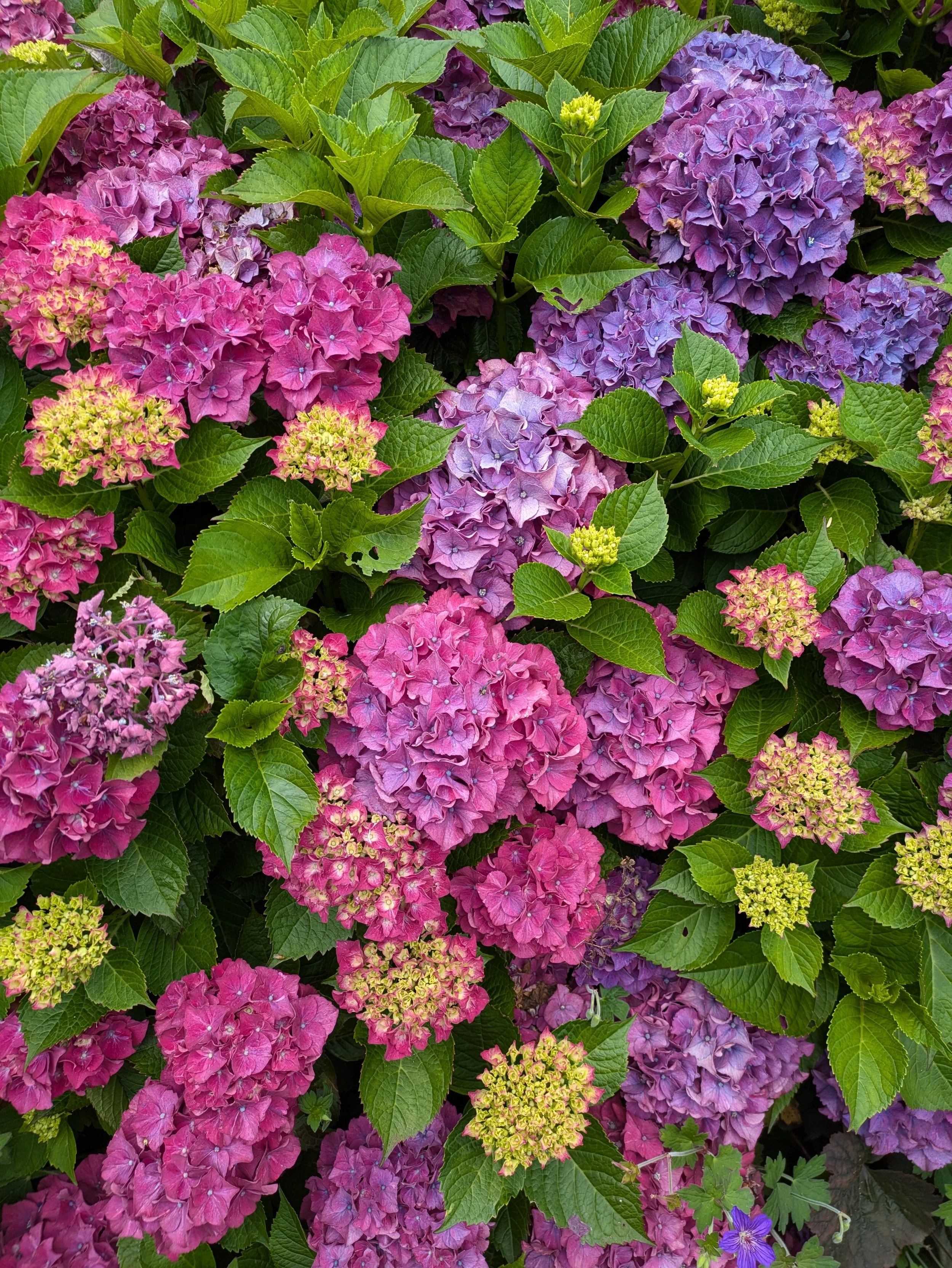 Large bush of pink and purple hydrangeas.