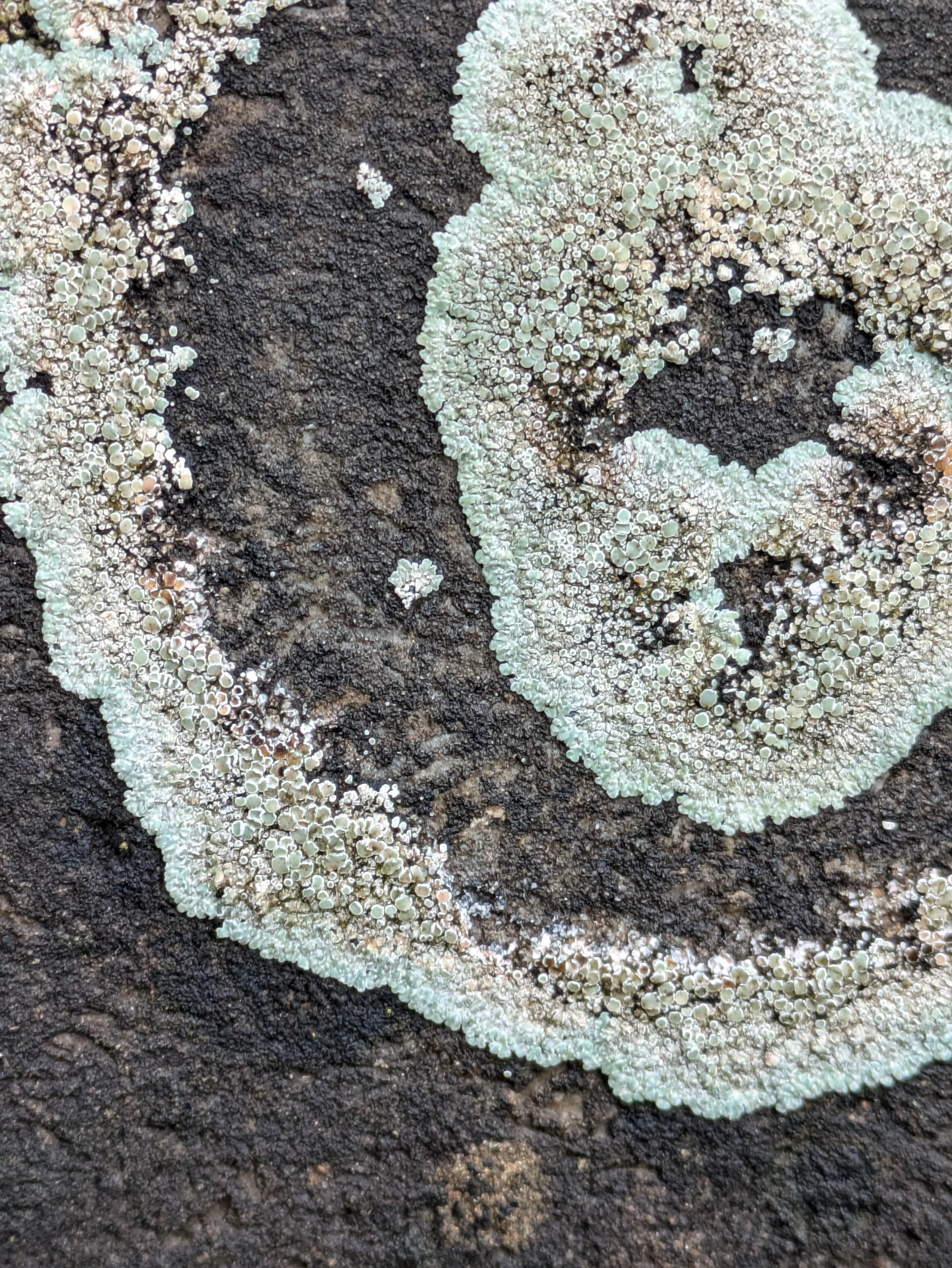 Crustose lichen forming concentric circles on a rock