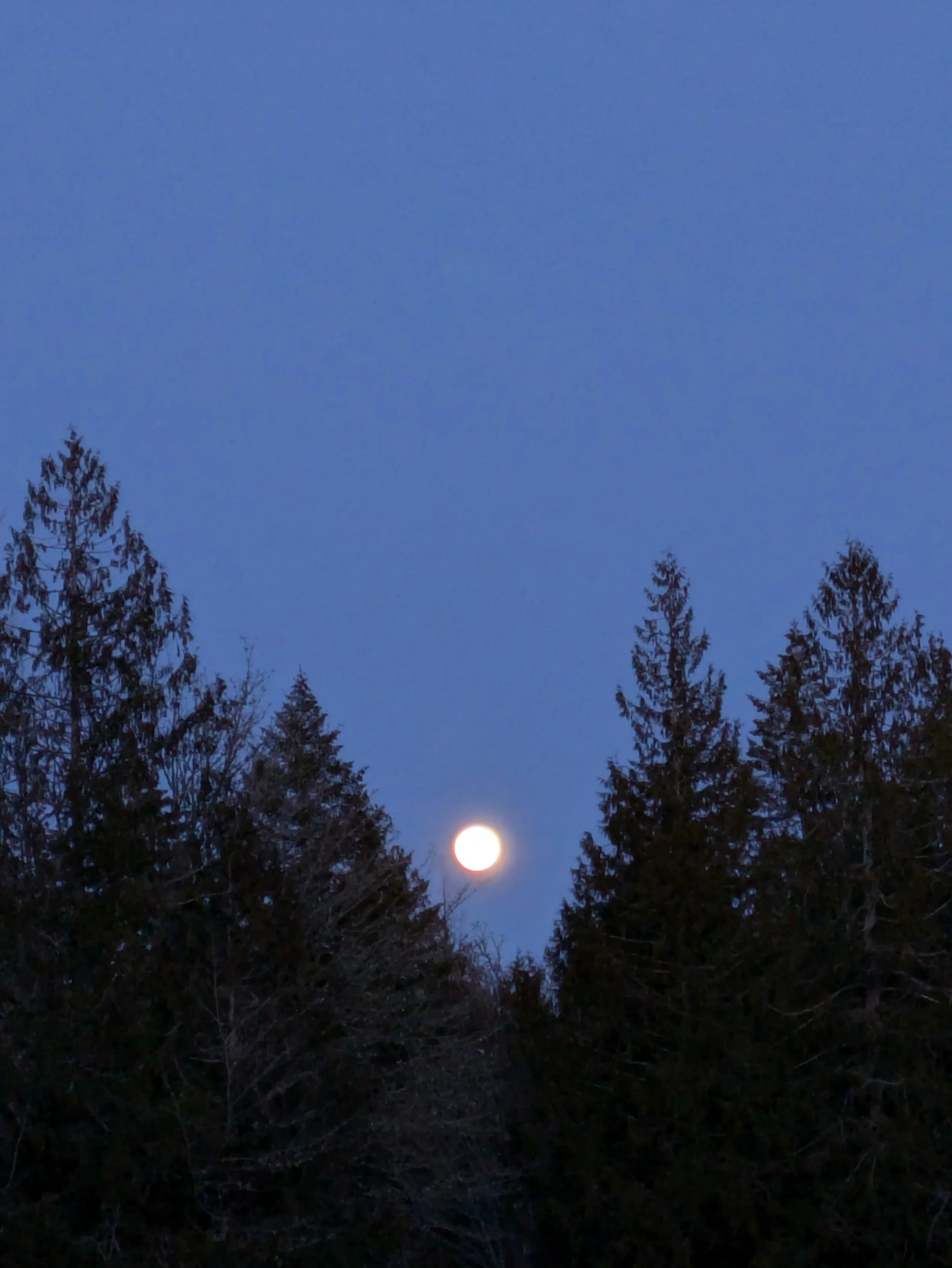 Moon rising above pine trees at dusk