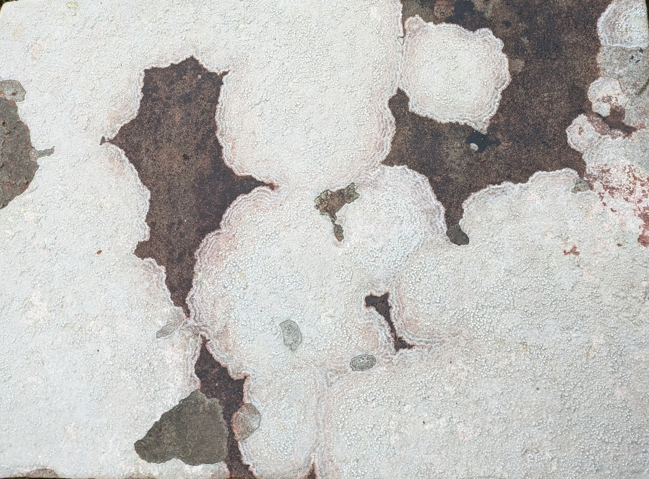 White Crustose Lichen on a Grey Rock Slab