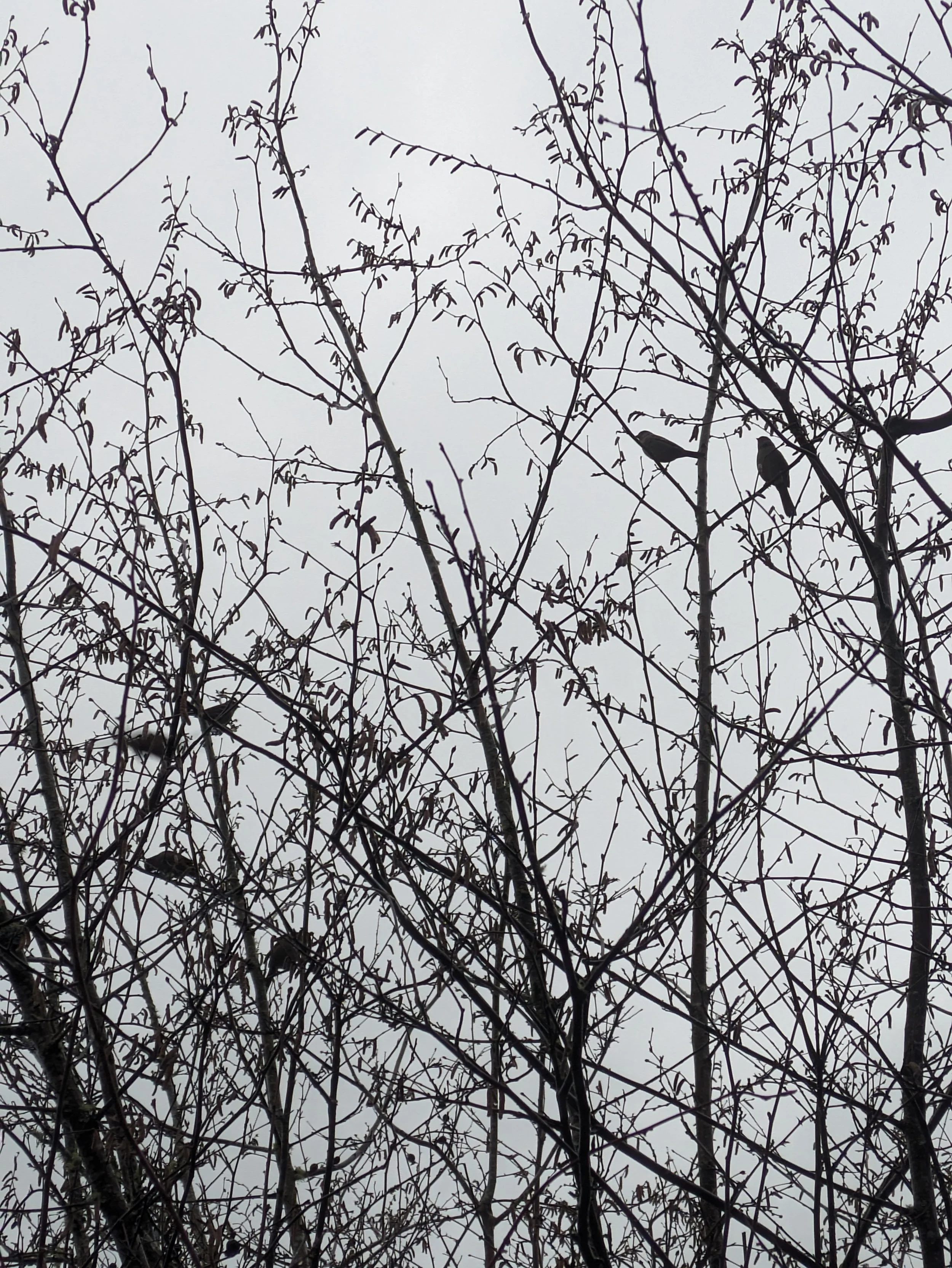 Black and white photo ofbBirds resting in the dormant branches of a tree in winter